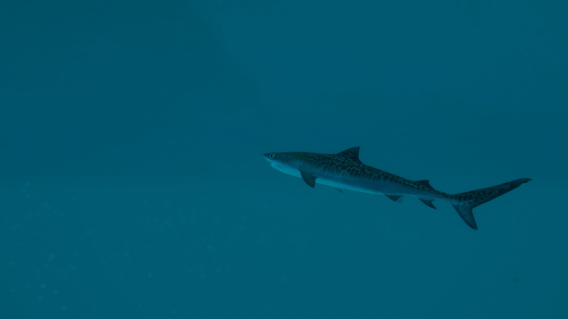 Ultimate Fishing® Simulator 2 screenshot 7