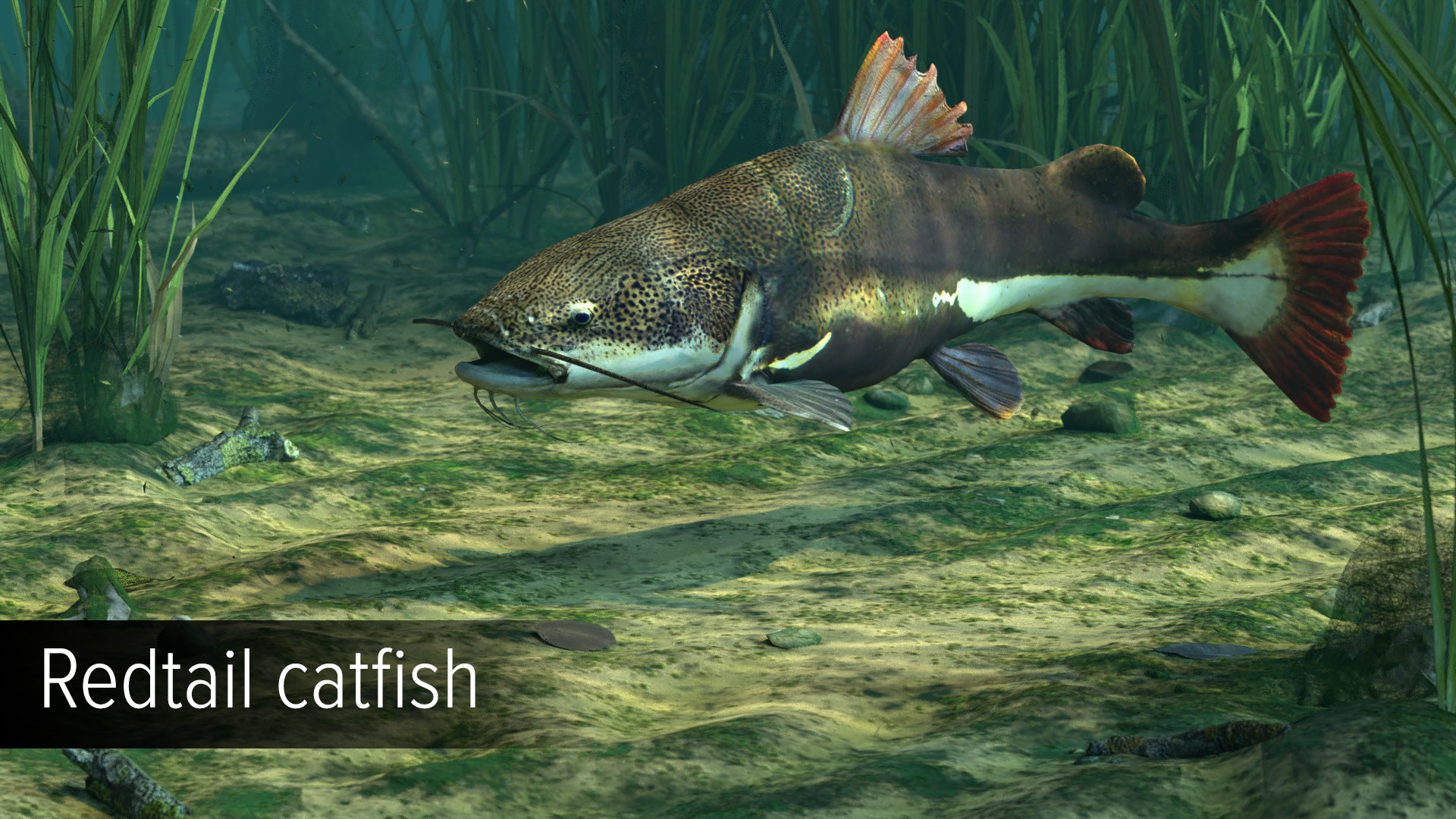 Ultimate Fishing Simulator VR - Amazon River DLC screenshot 3