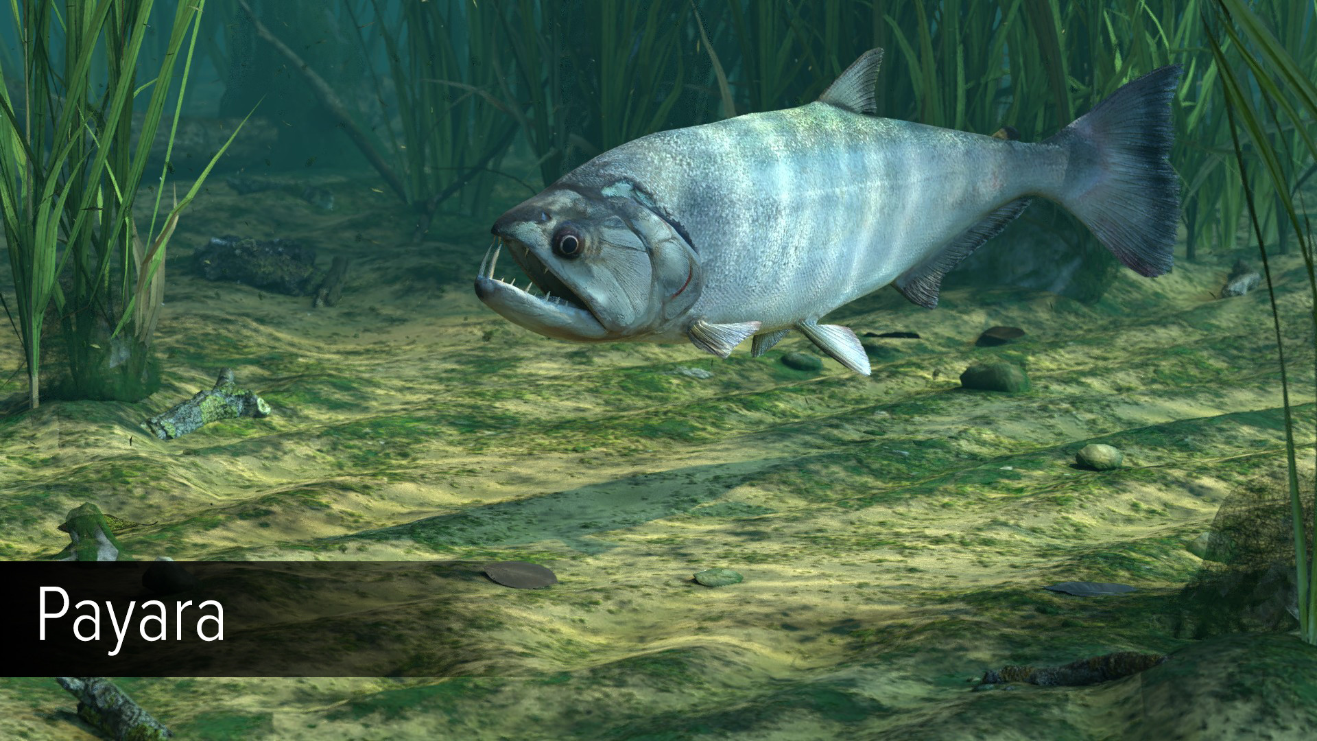 Ultimate Fishing Simulator VR - Amazon River DLC screenshot 16