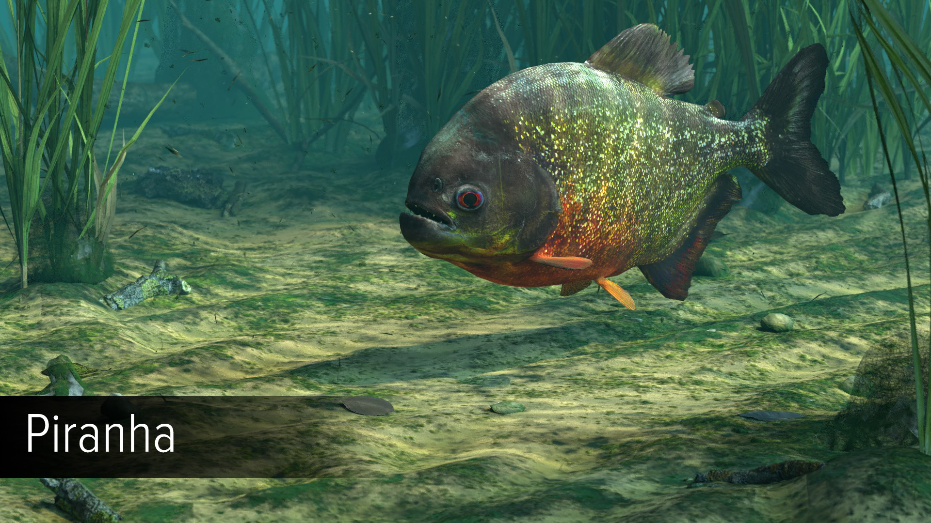 Ultimate Fishing Simulator VR - Amazon River DLC screenshot 12