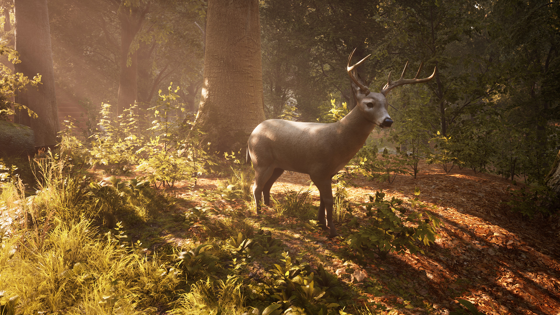 Morels: The Hunt screenshot 12