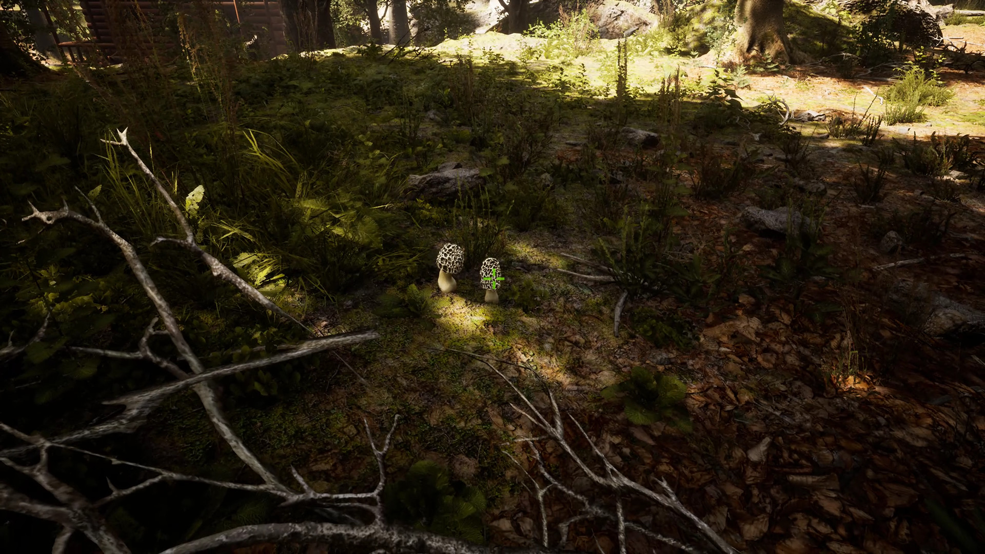Morels: The Hunt screenshot 7