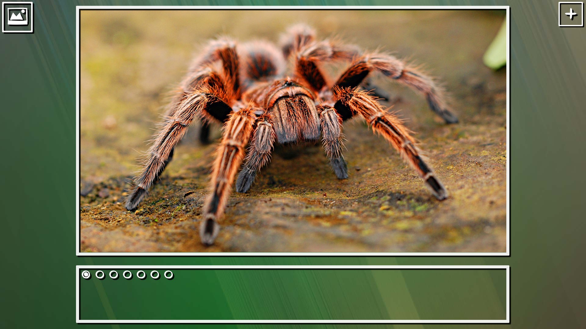 Super Jigsaw Puzzle: Generations - Bugs Puzzles screenshot 8