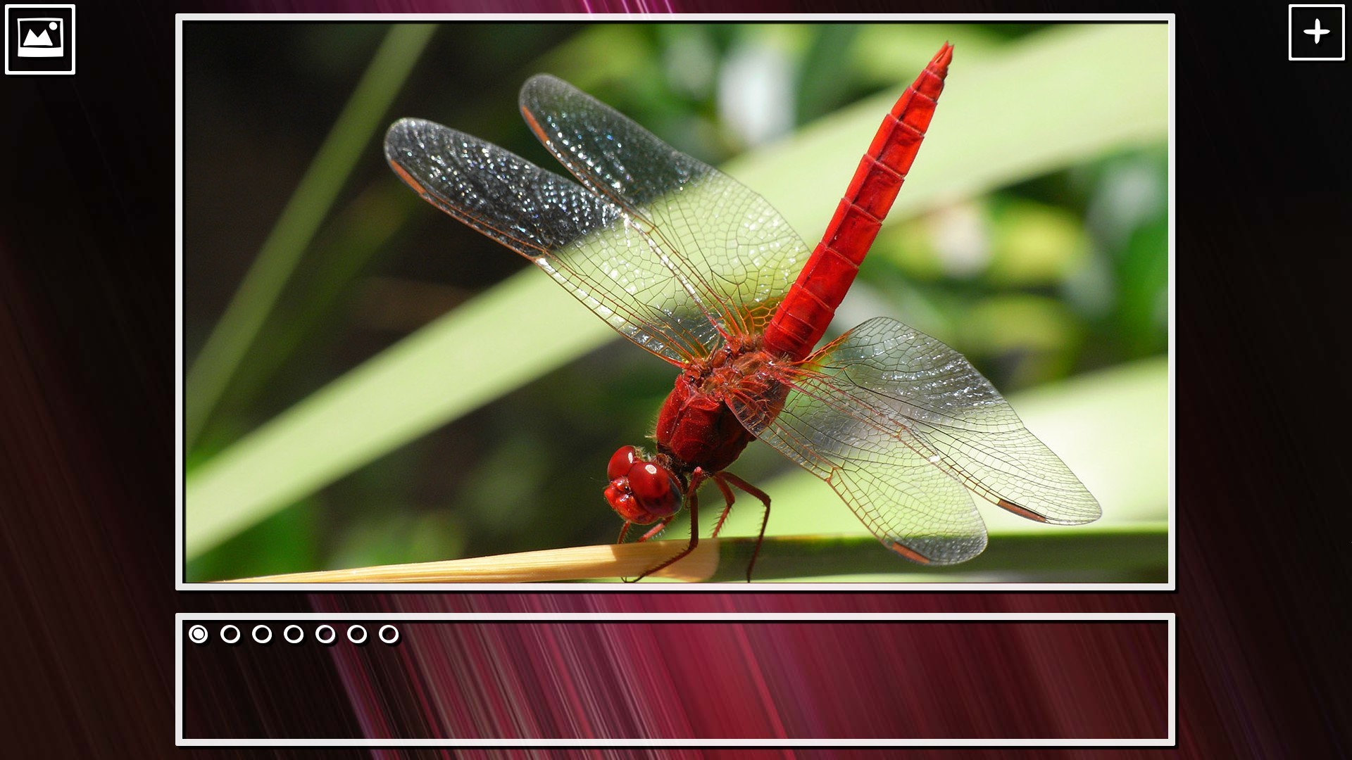Super Jigsaw Puzzle: Generations - Bugs Puzzles screenshot 10