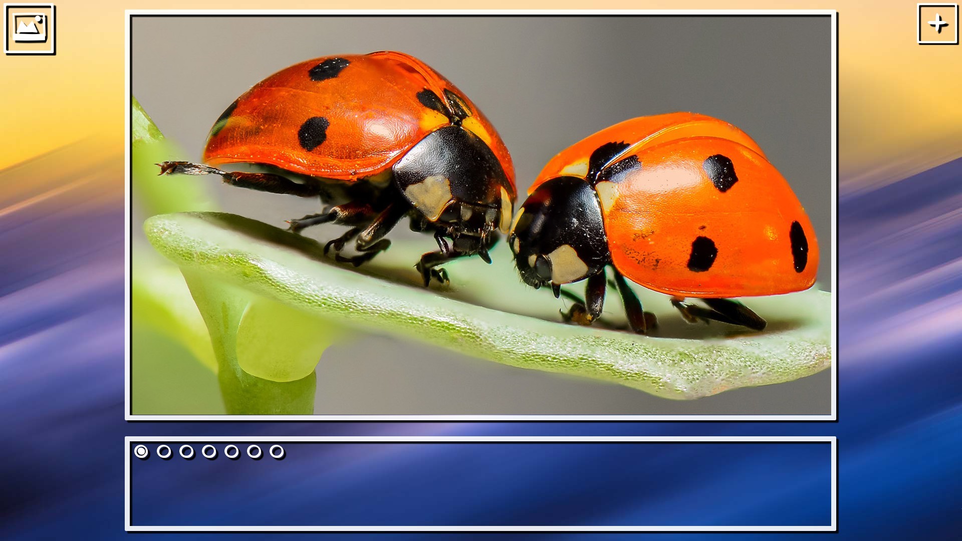 Super Jigsaw Puzzle: Generations - Bugs Puzzles screenshot 15