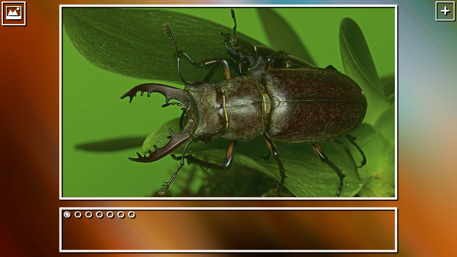Super Jigsaw Puzzle: Generations - Bugs Puzzles screenshot 19