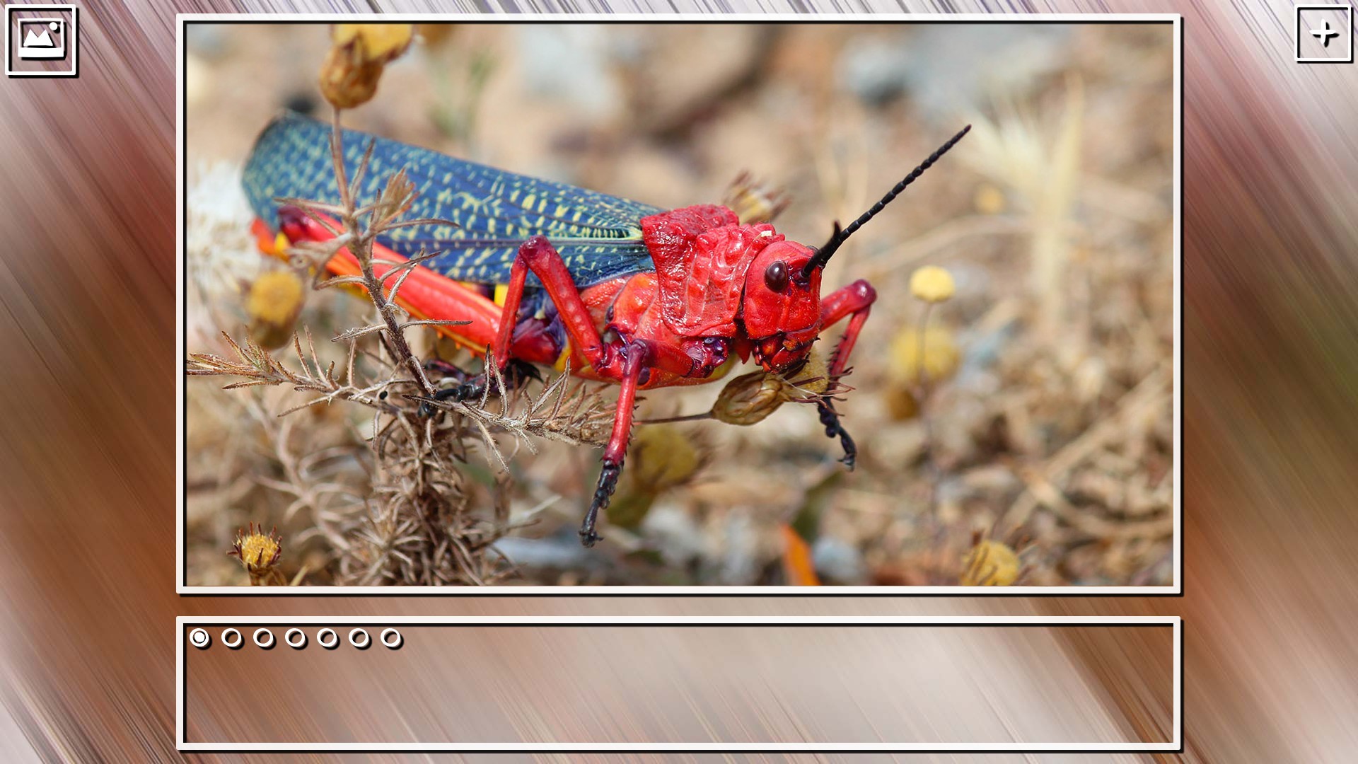 Super Jigsaw Puzzle: Generations - Bugs Puzzles screenshot 17