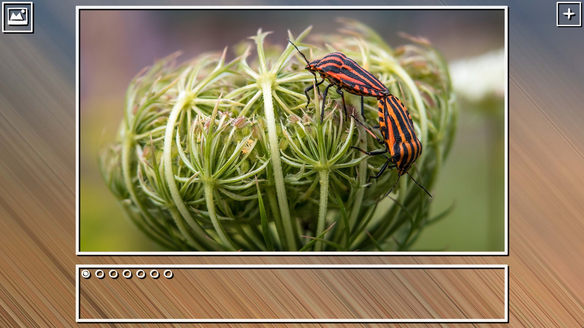 Super Jigsaw Puzzle: Generations - Bugs Puzzles screenshot 20