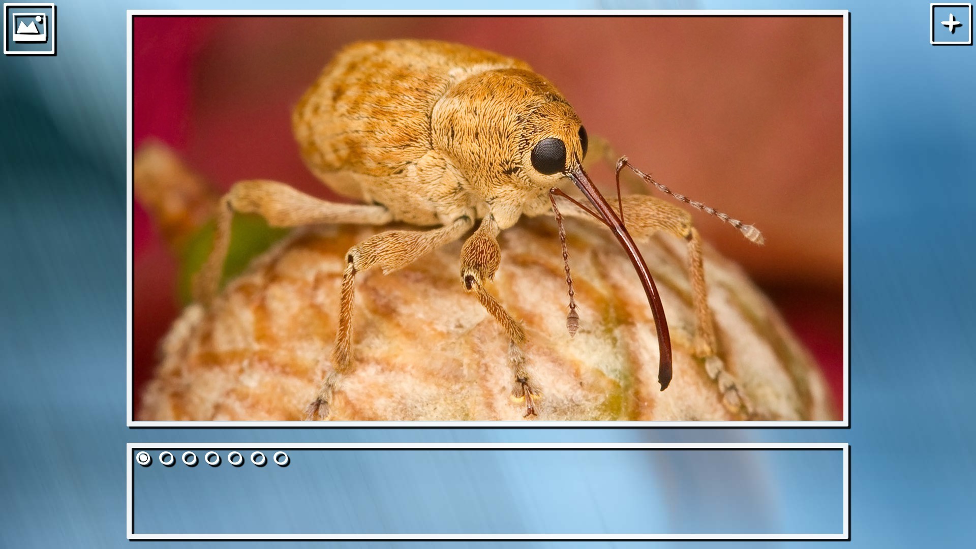 Super Jigsaw Puzzle: Generations - Bugs Puzzles screenshot 12