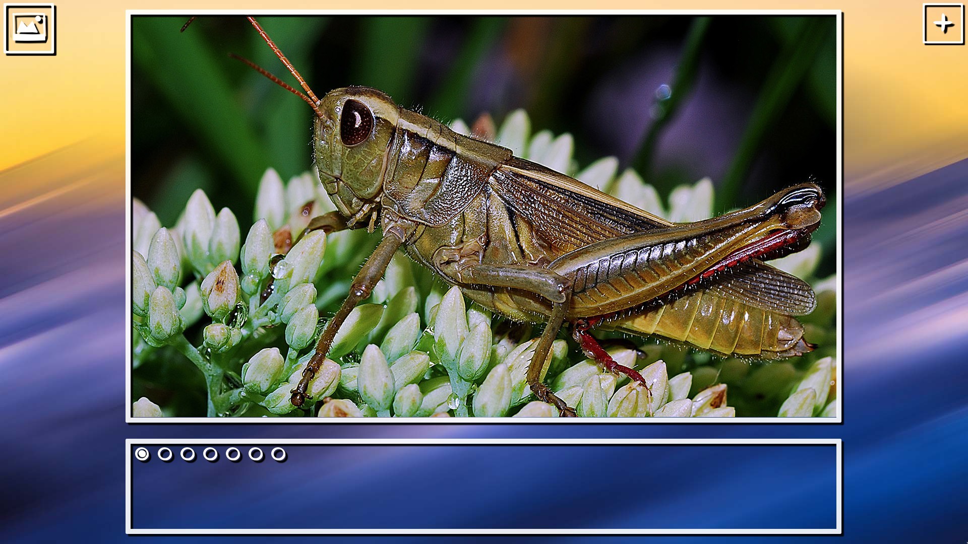 Super Jigsaw Puzzle: Generations - Bugs Puzzles screenshot 13