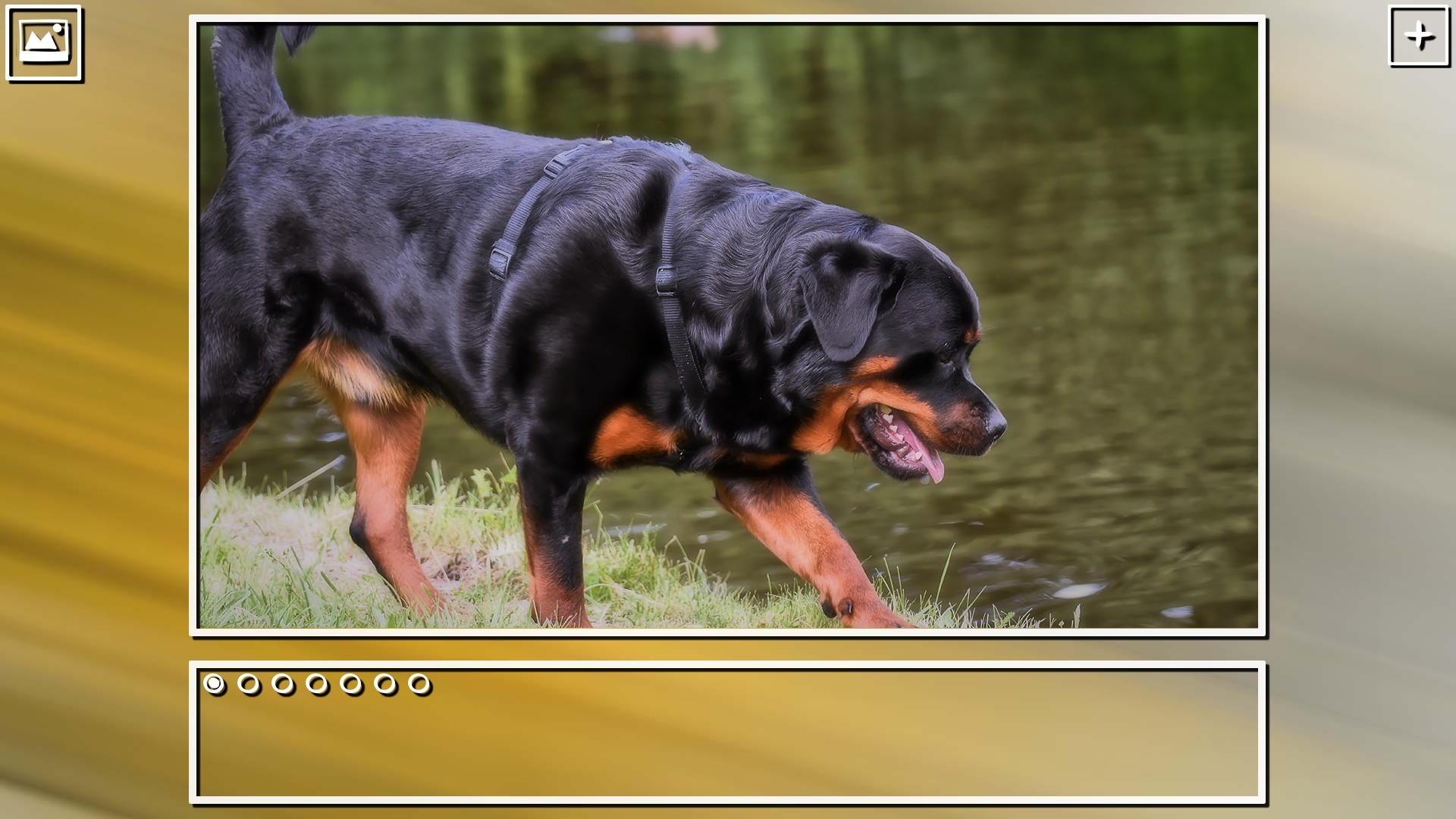 Super Jigsaw Puzzle: Generations - Dogs Puzzles screenshot 2