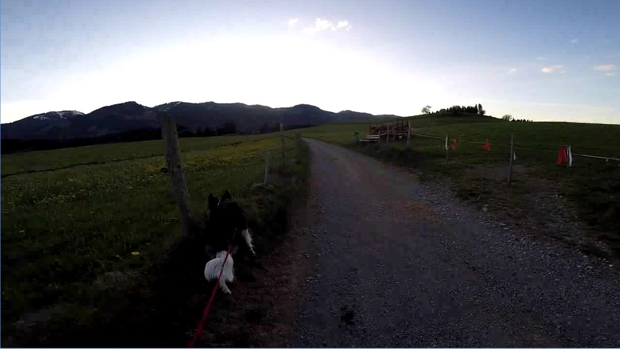 BorderCollie Game screenshot 2
