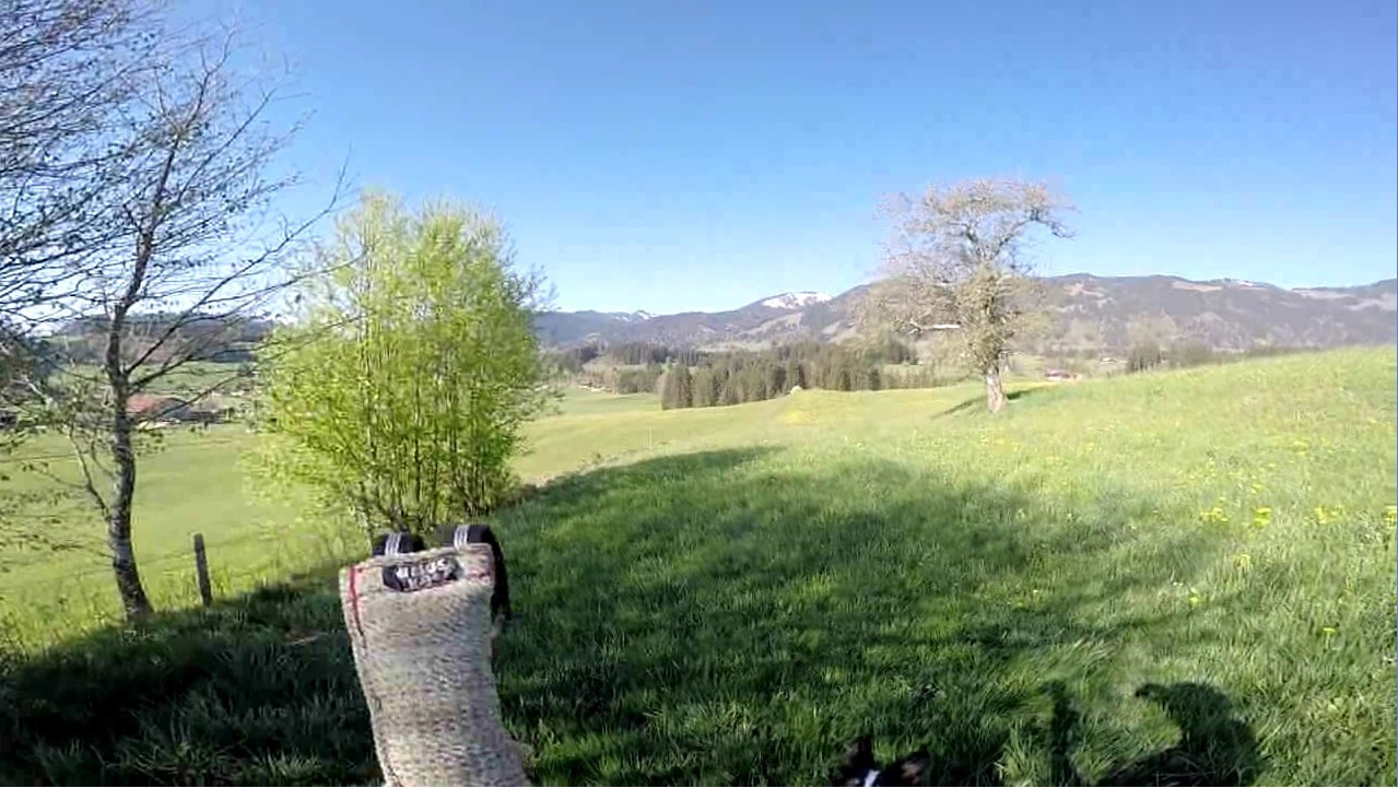 BorderCollie Game screenshot 5