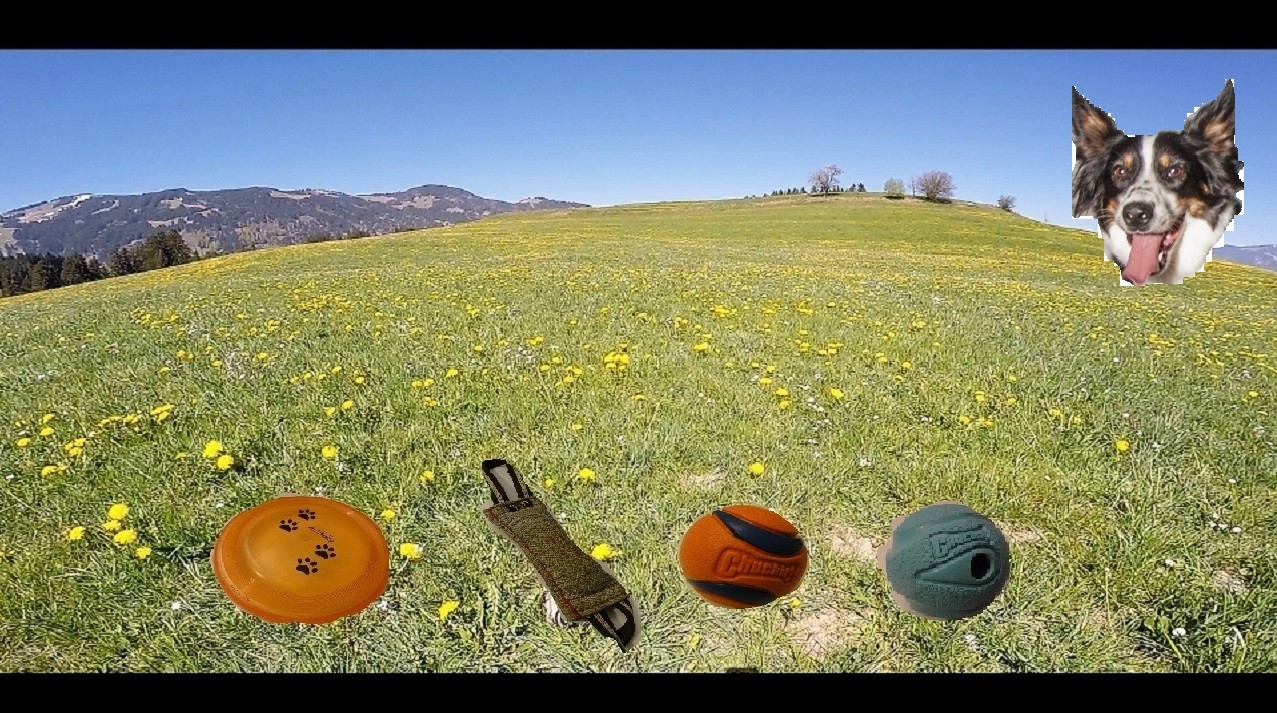 BorderCollie Game screenshot 6