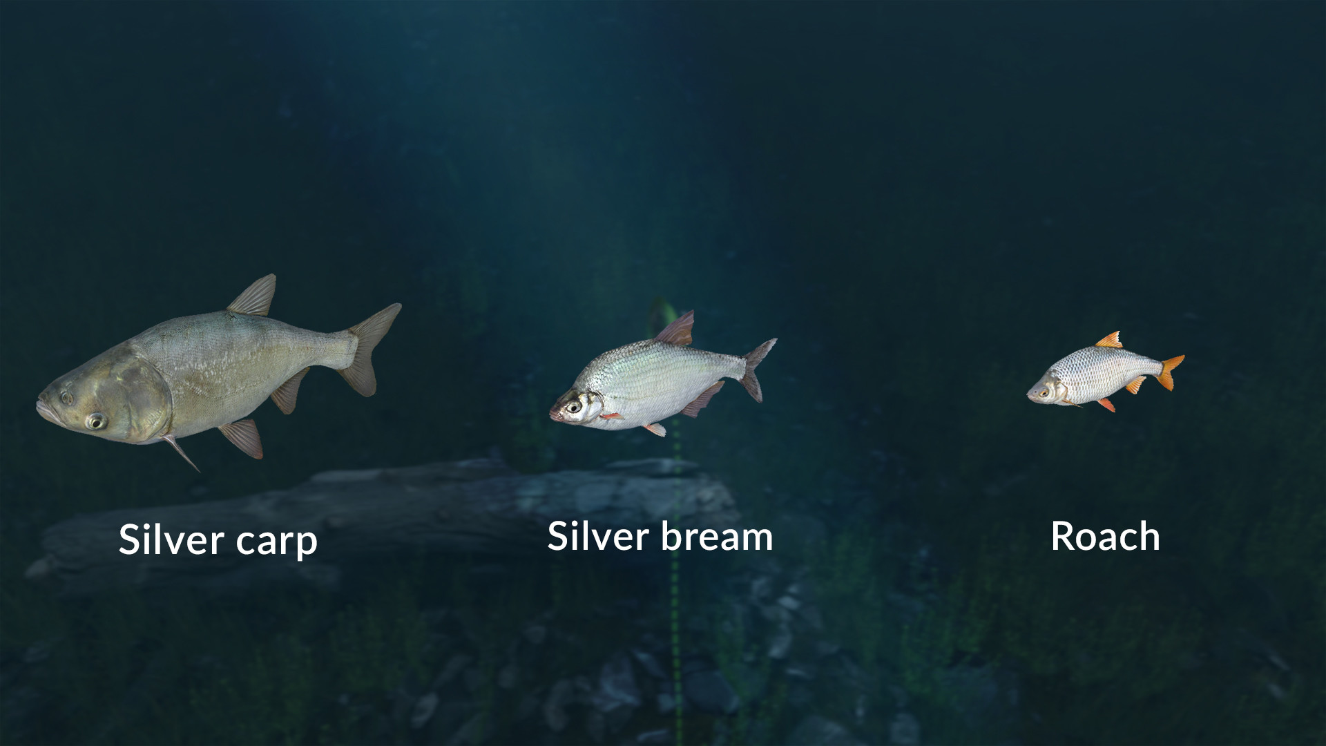 Ultimate Fishing Simulator VR - New Fish Species screenshot 4