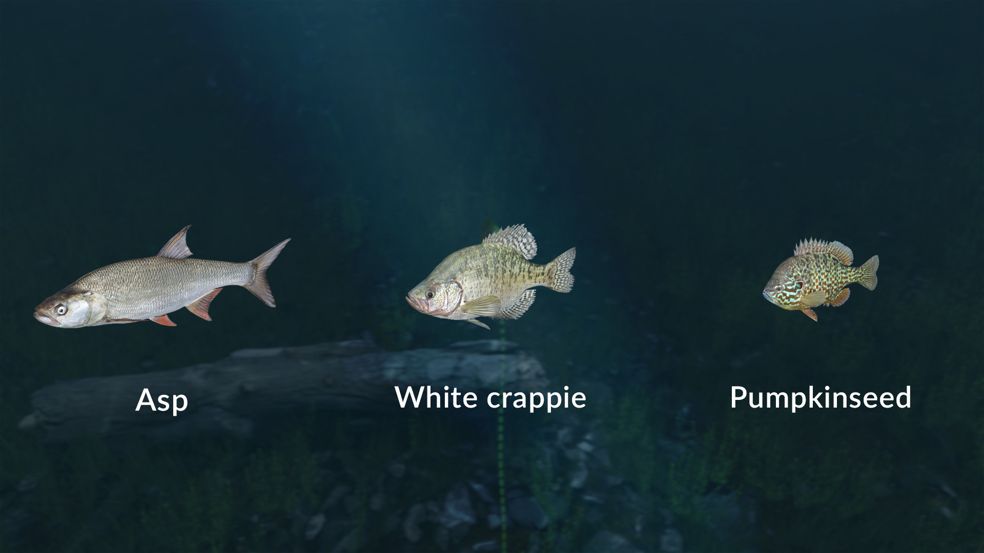 Ultimate Fishing Simulator VR - New Fish Species screenshot 5