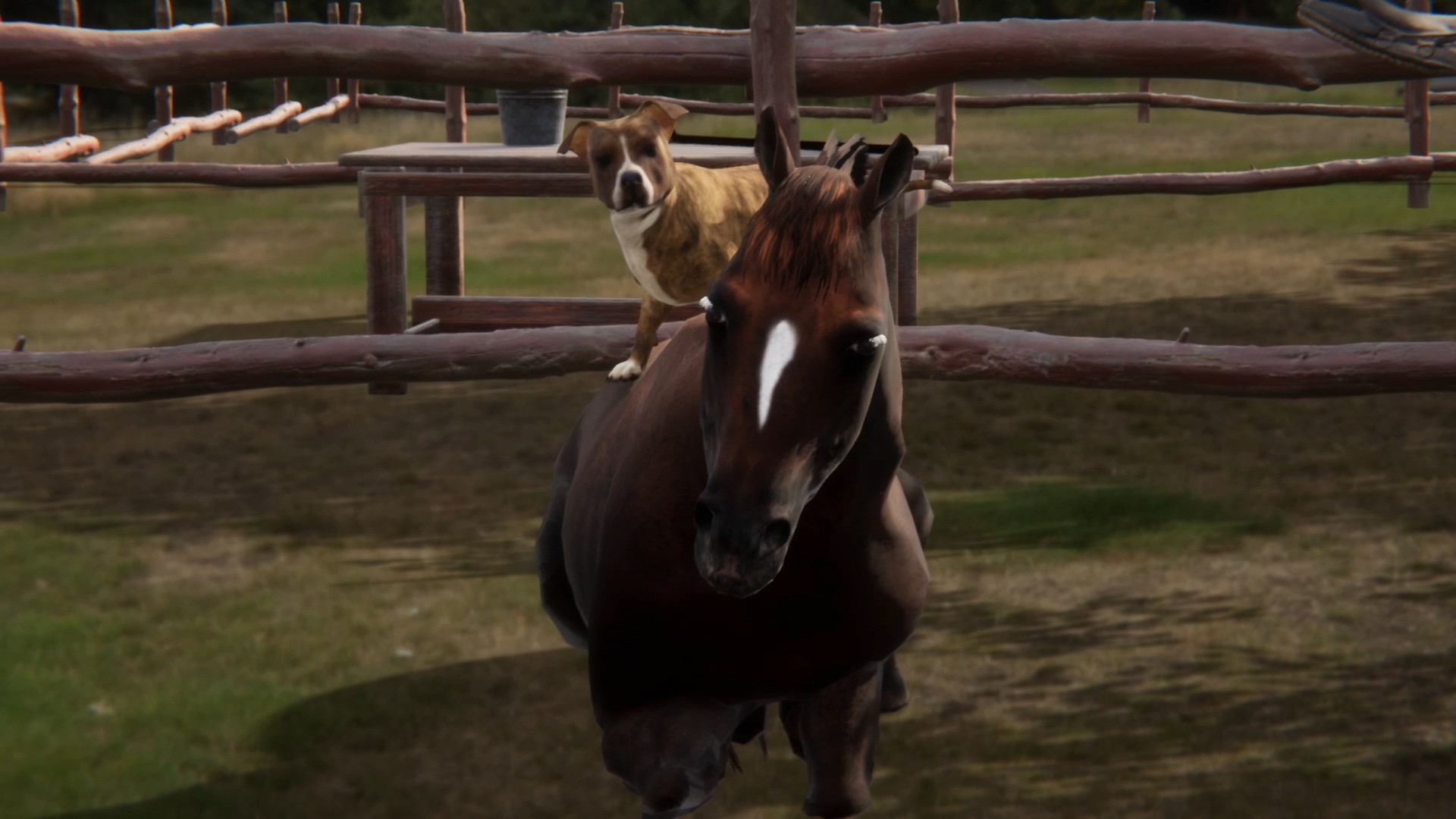 Animal Trainer screenshot 7