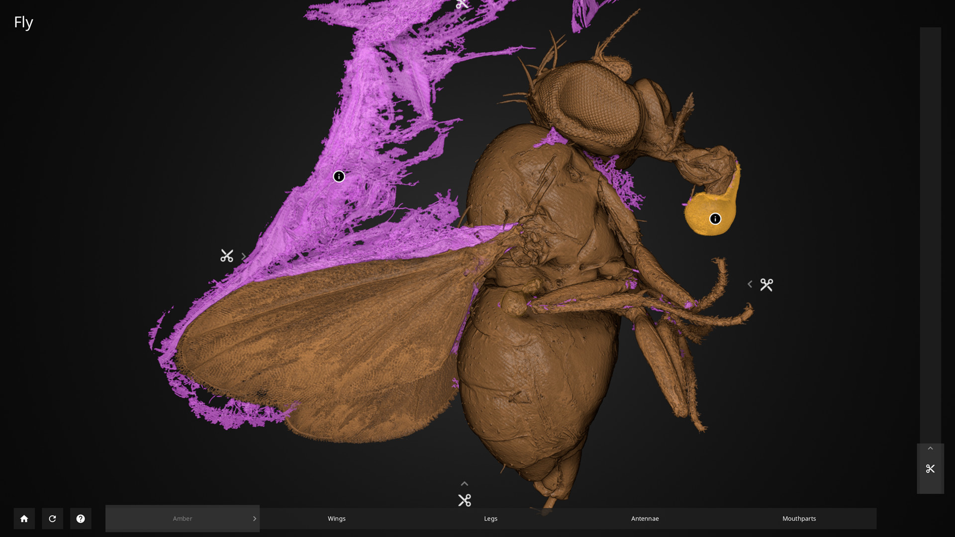 Inside Explorer - Insects in Amber screenshot 3