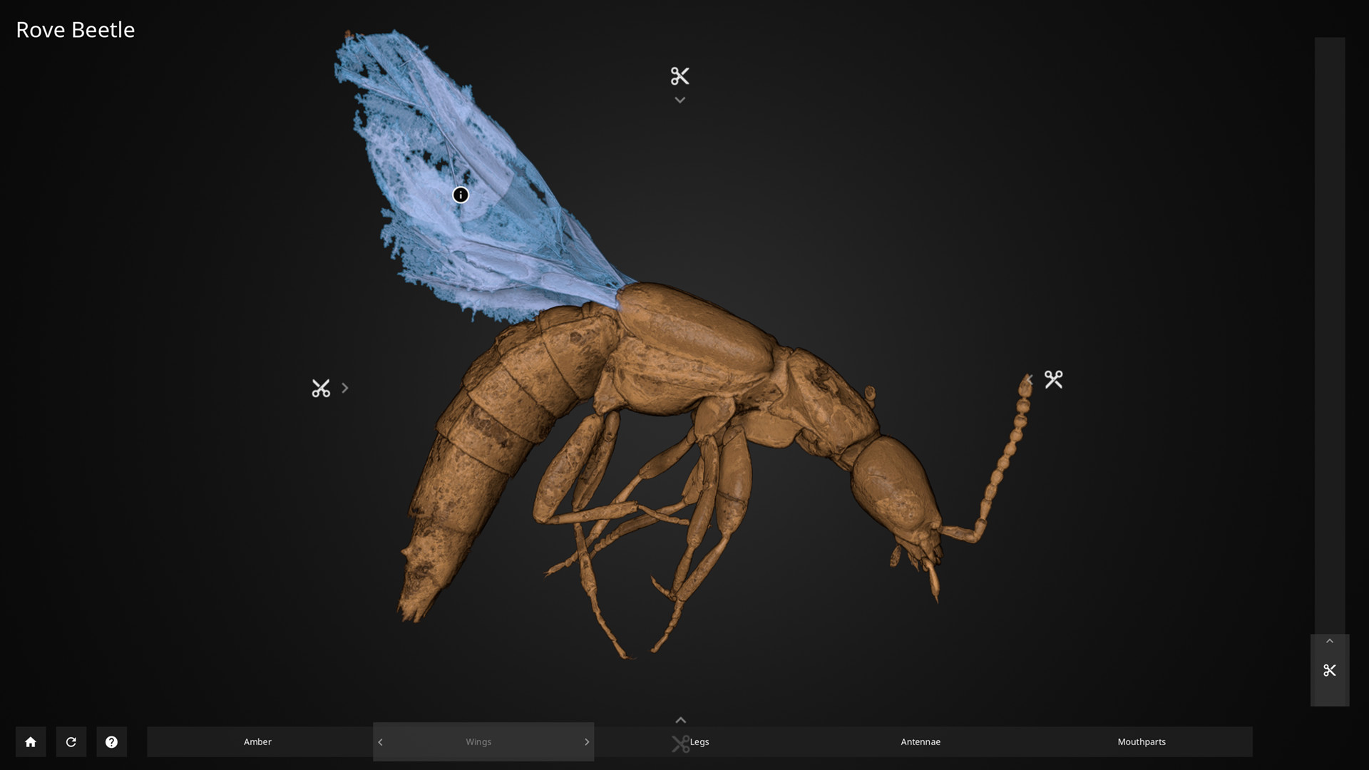 Inside Explorer - Insects in Amber screenshot 1