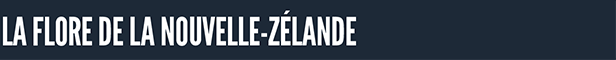 theHunter: Call of the Wild - Te Awaroa National Park thumbnail