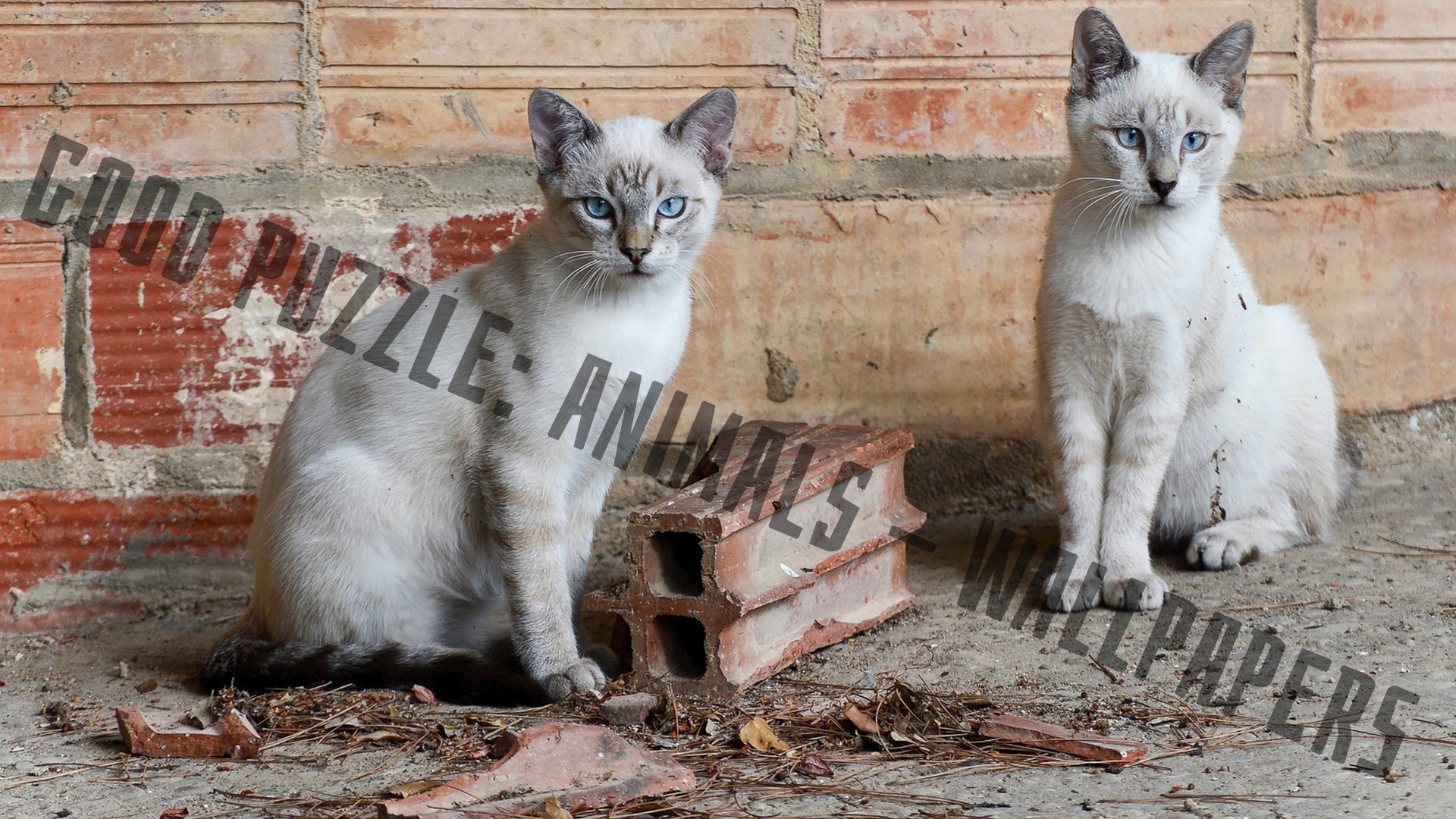 Good puzzle: Animals - Wallpapers screenshot 8