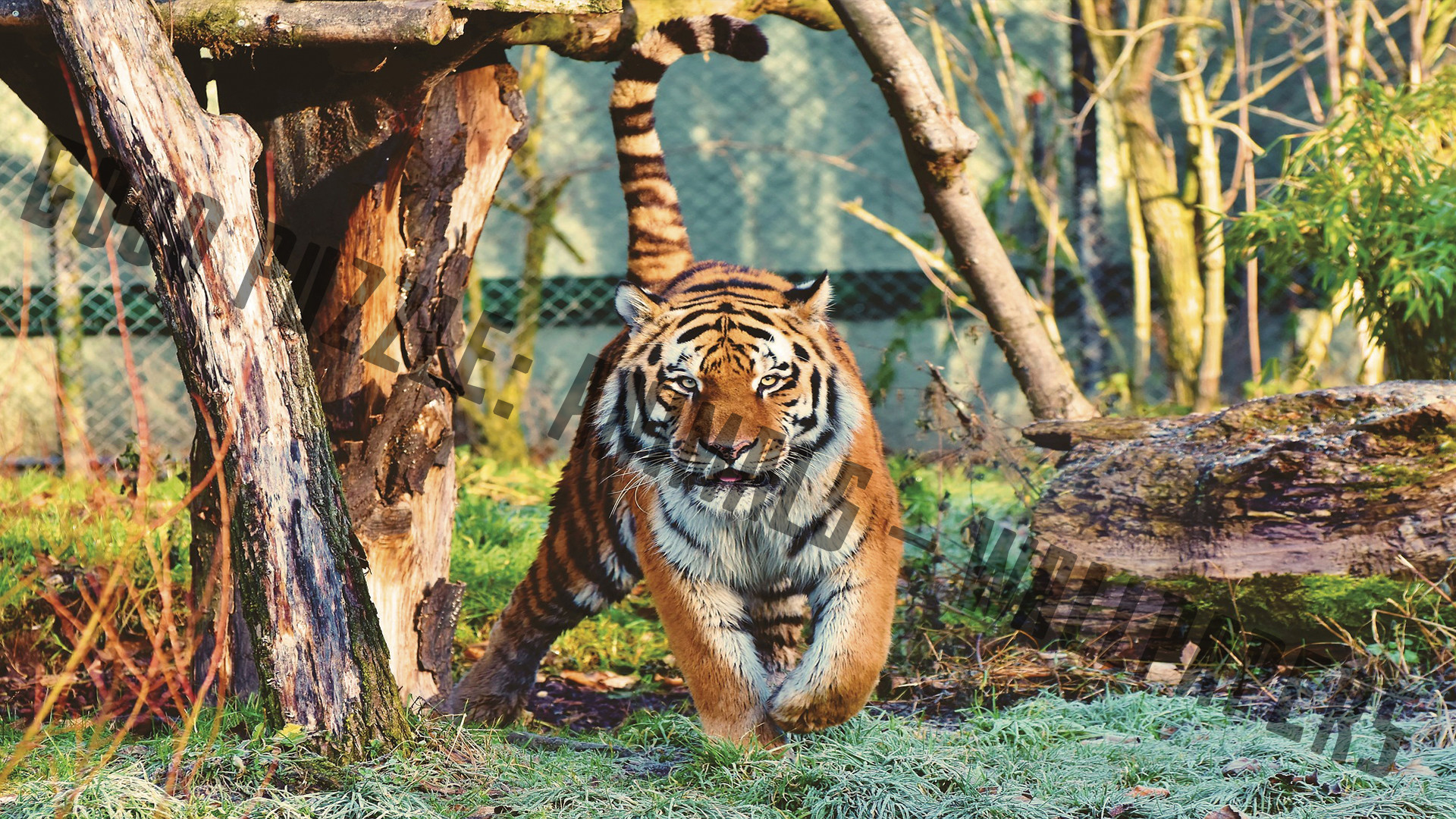 Good puzzle: Animals - Wallpapers screenshot 7