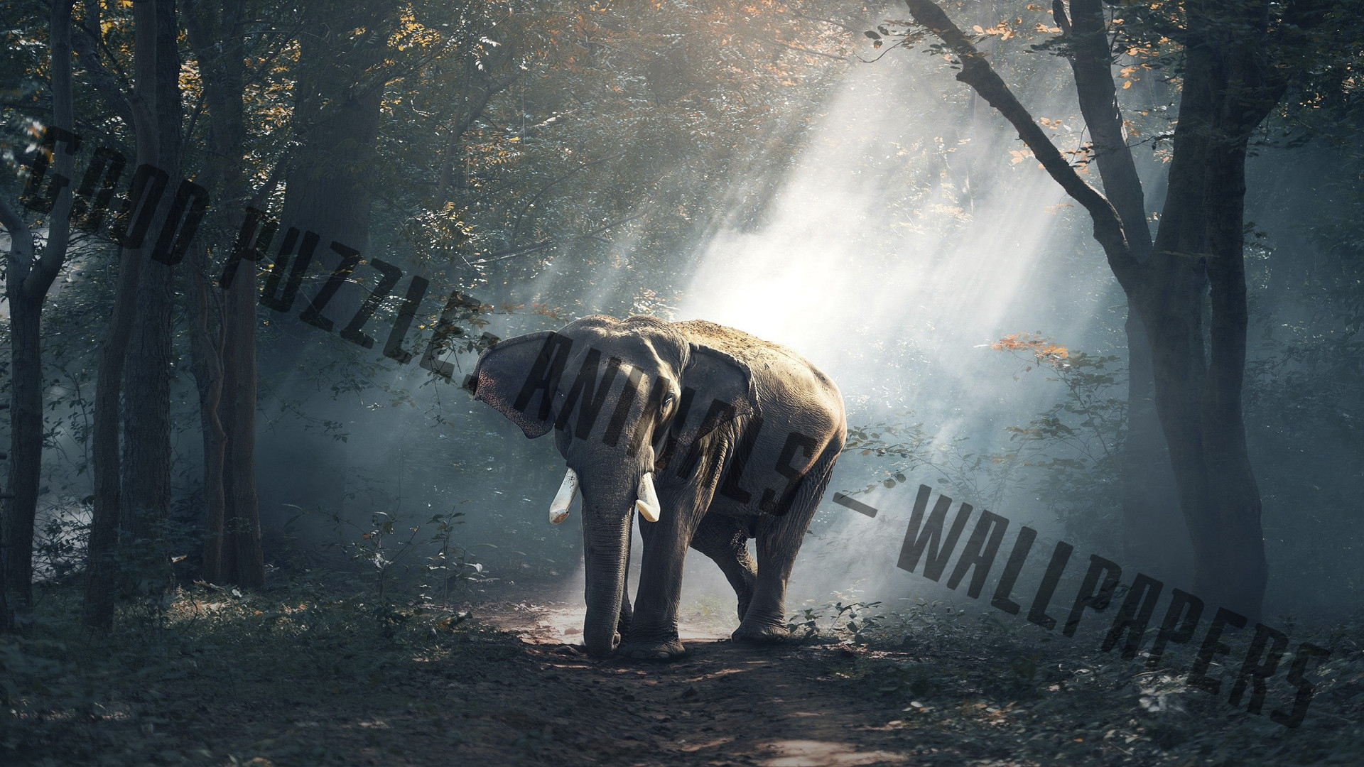 Good puzzle: Animals - Wallpapers screenshot 10