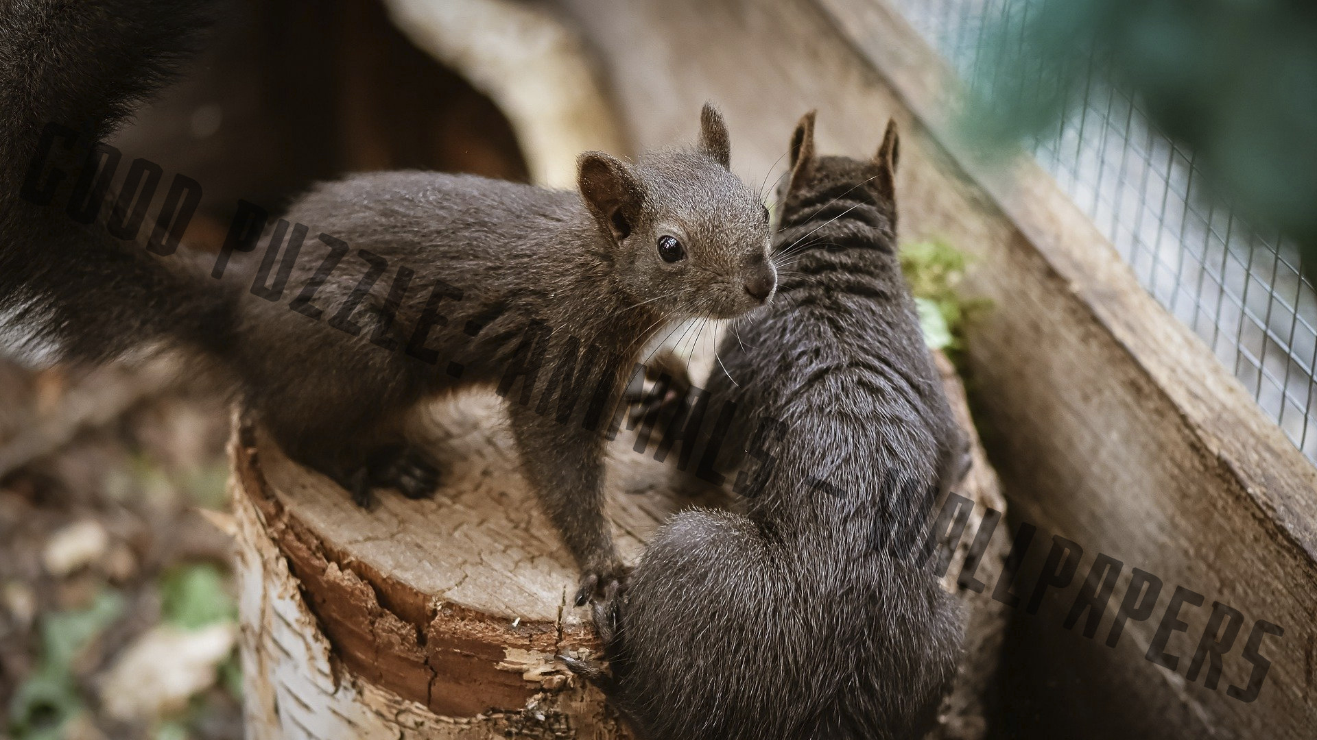Good puzzle: Animals - Wallpapers screenshot 6