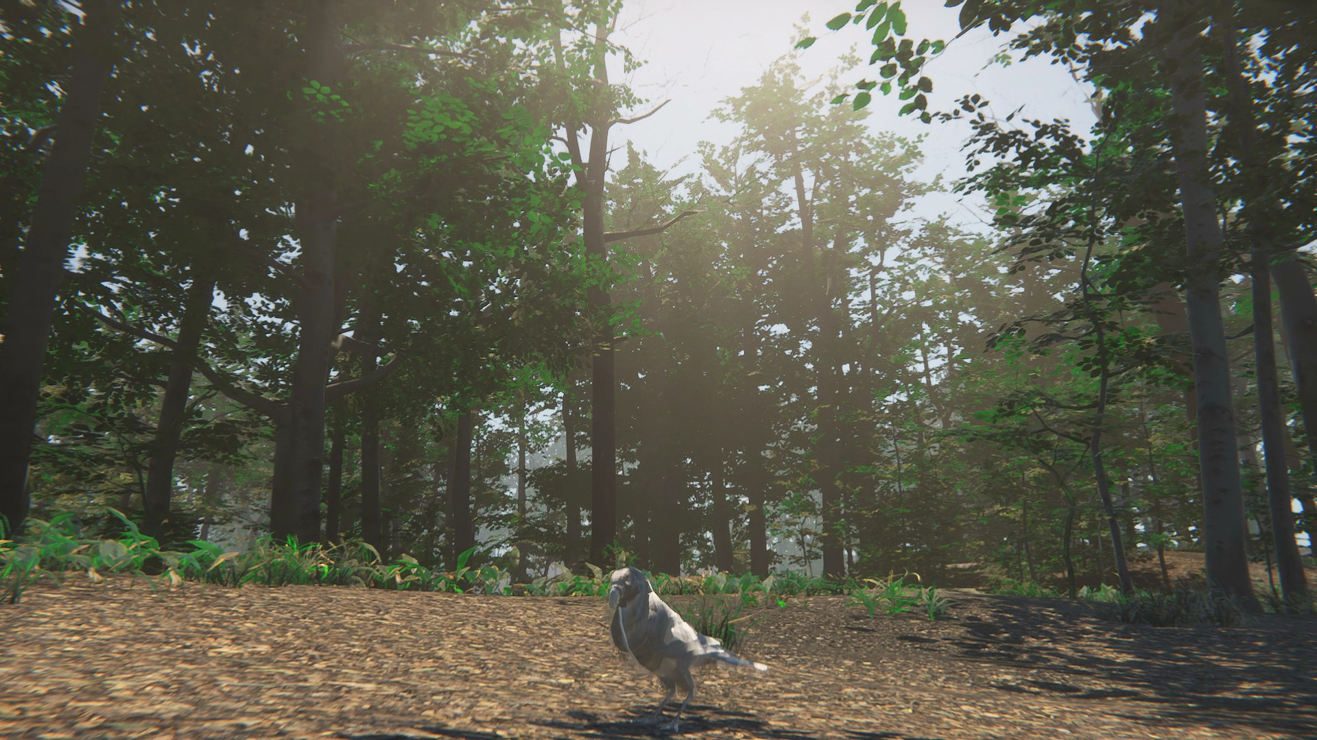 Bird screenshot 3