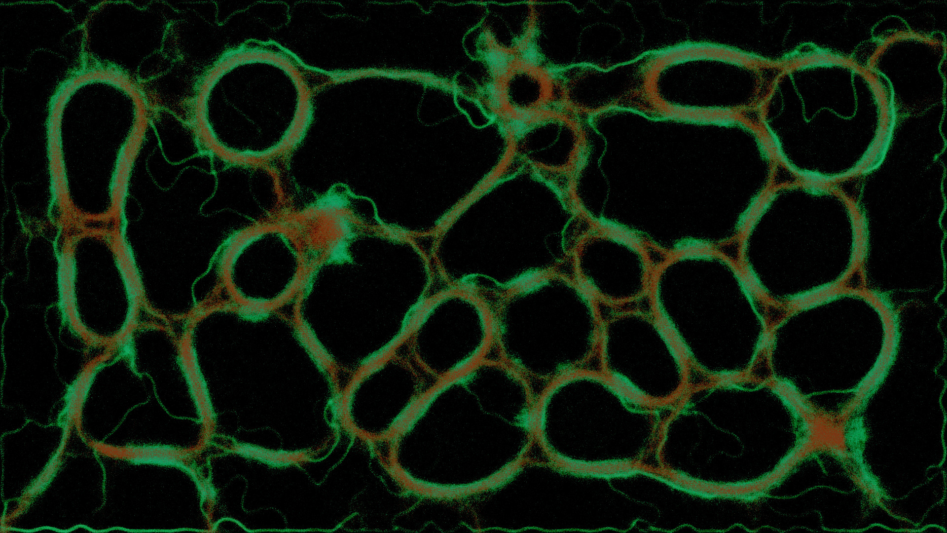 PHYSARUM: Slime Mold Simulator screenshot 12