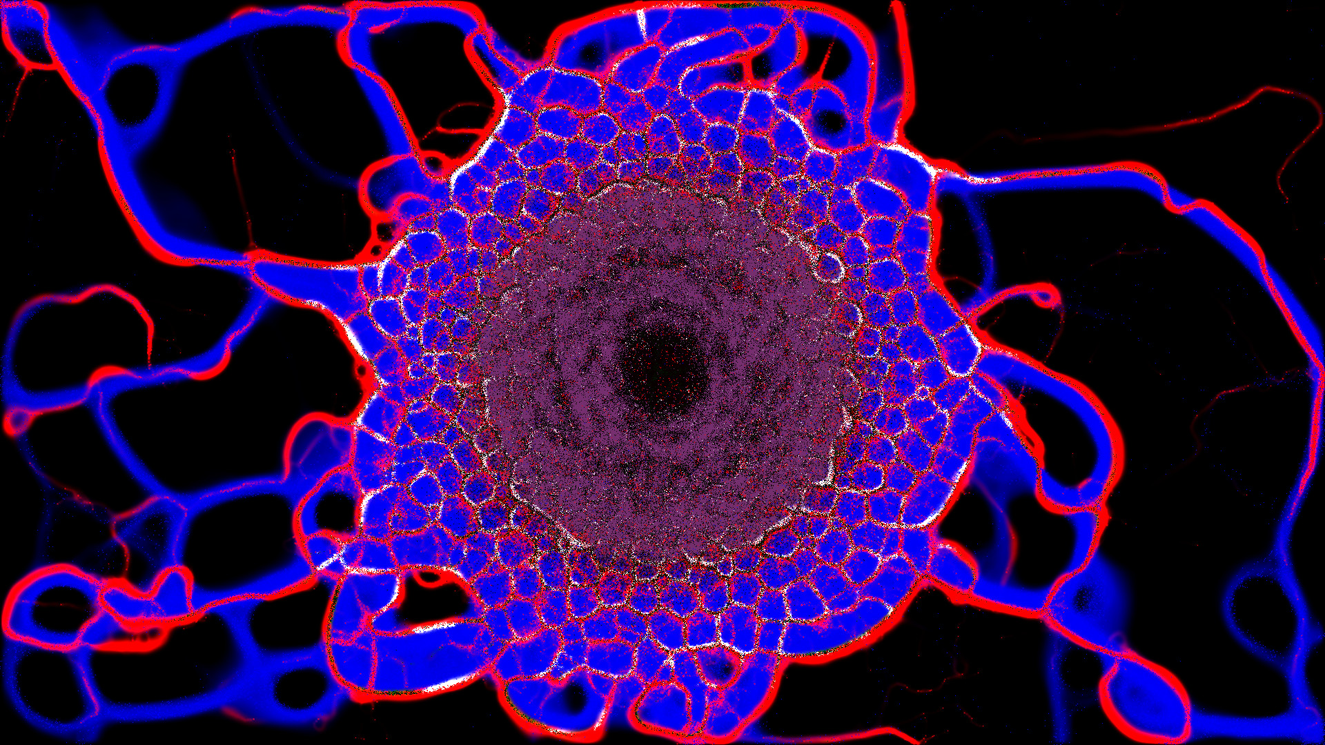 PHYSARUM: Slime Mold Simulator screenshot 10