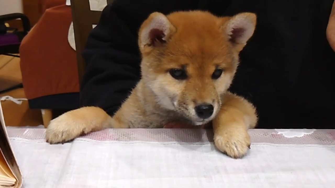 Shiba Mekuri 柴めくり screenshot 6