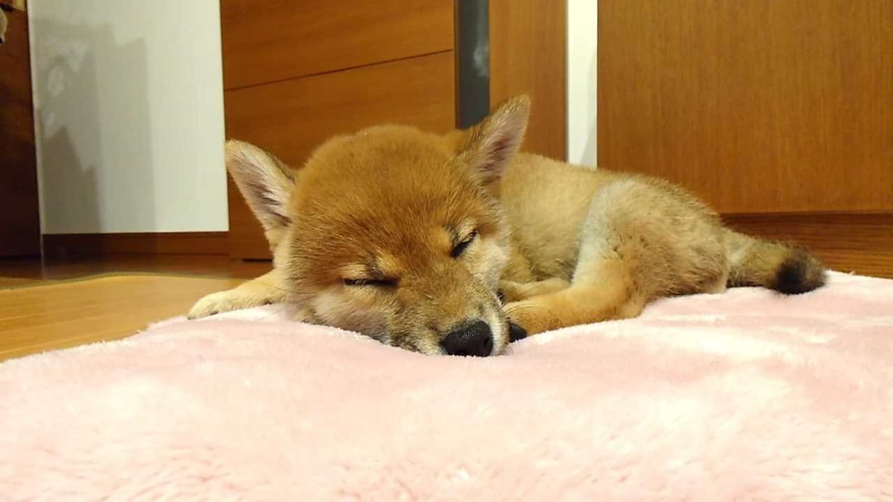 Shiba Mekuri 柴めくり screenshot 8