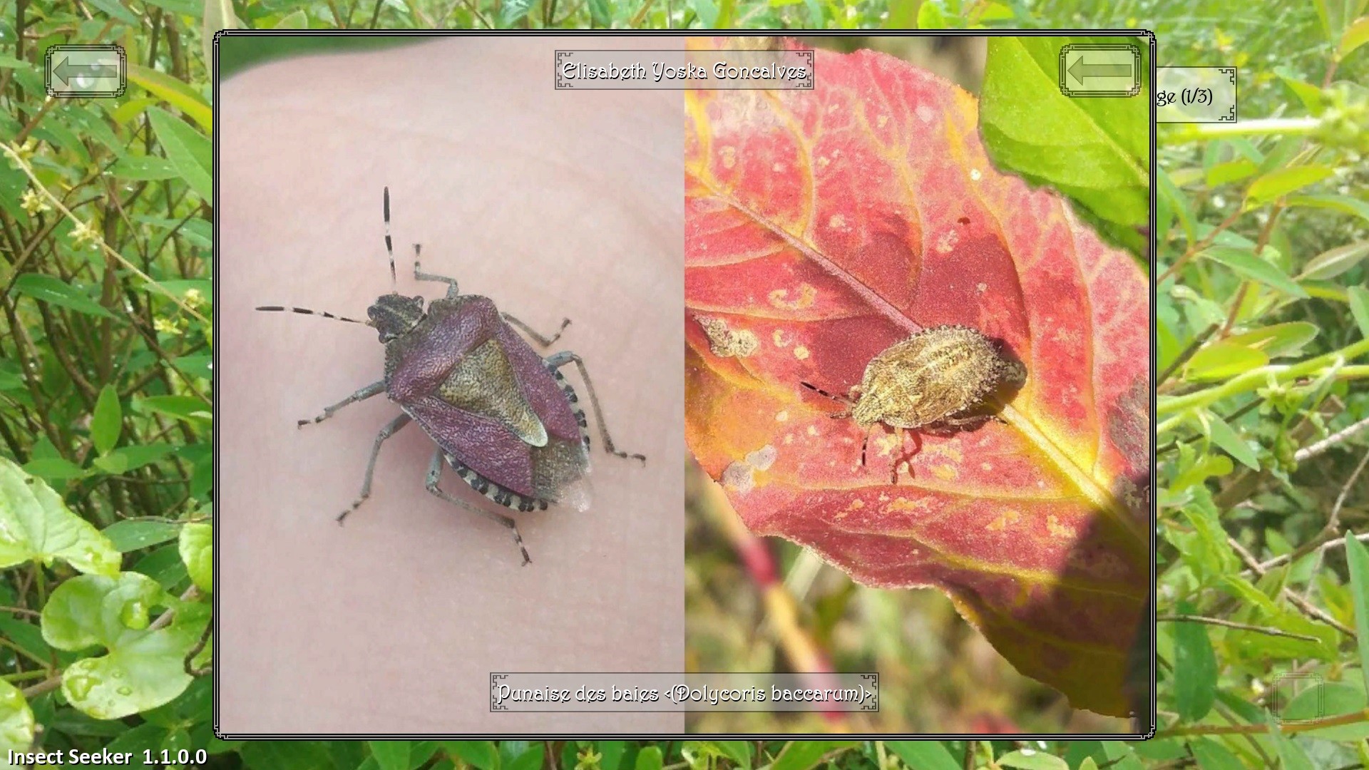 Insect Seeker screenshot 6