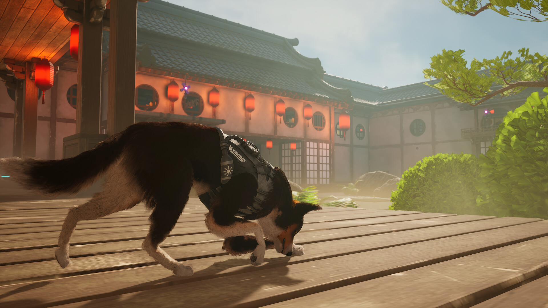 Barkour