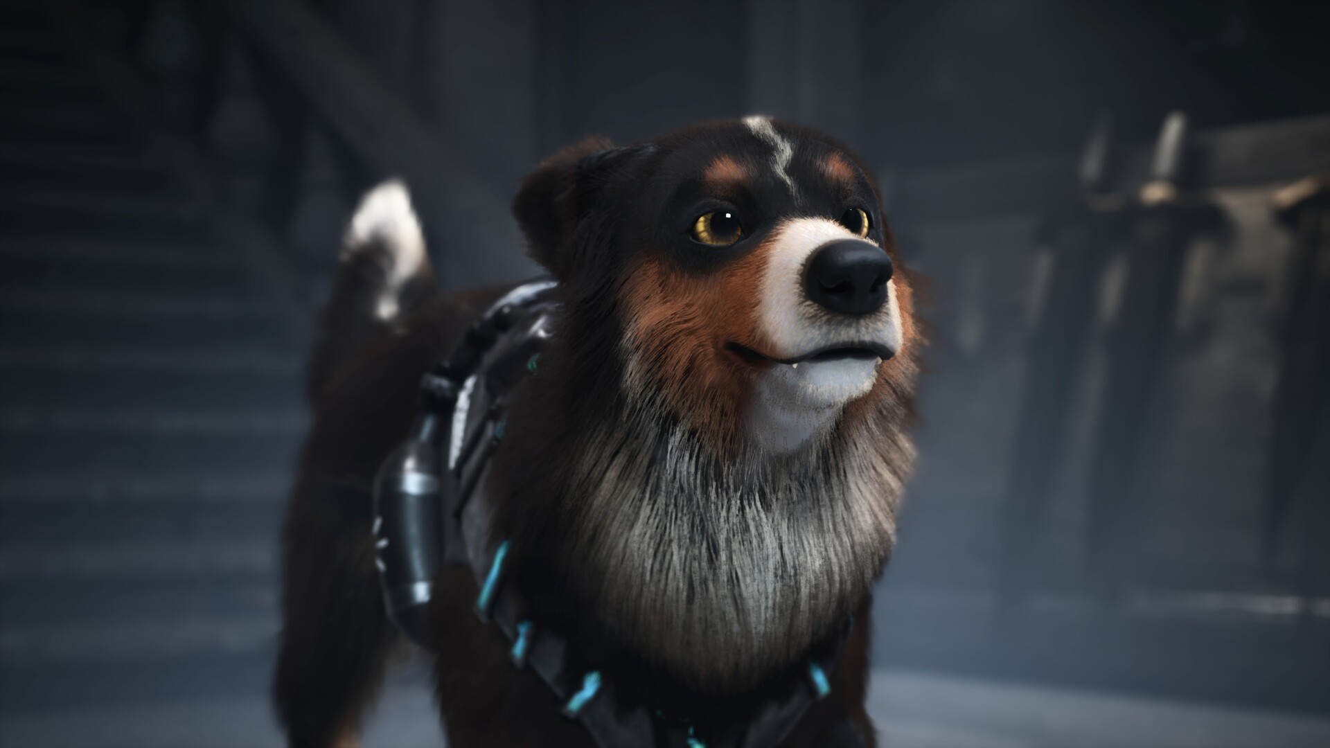 Barkour