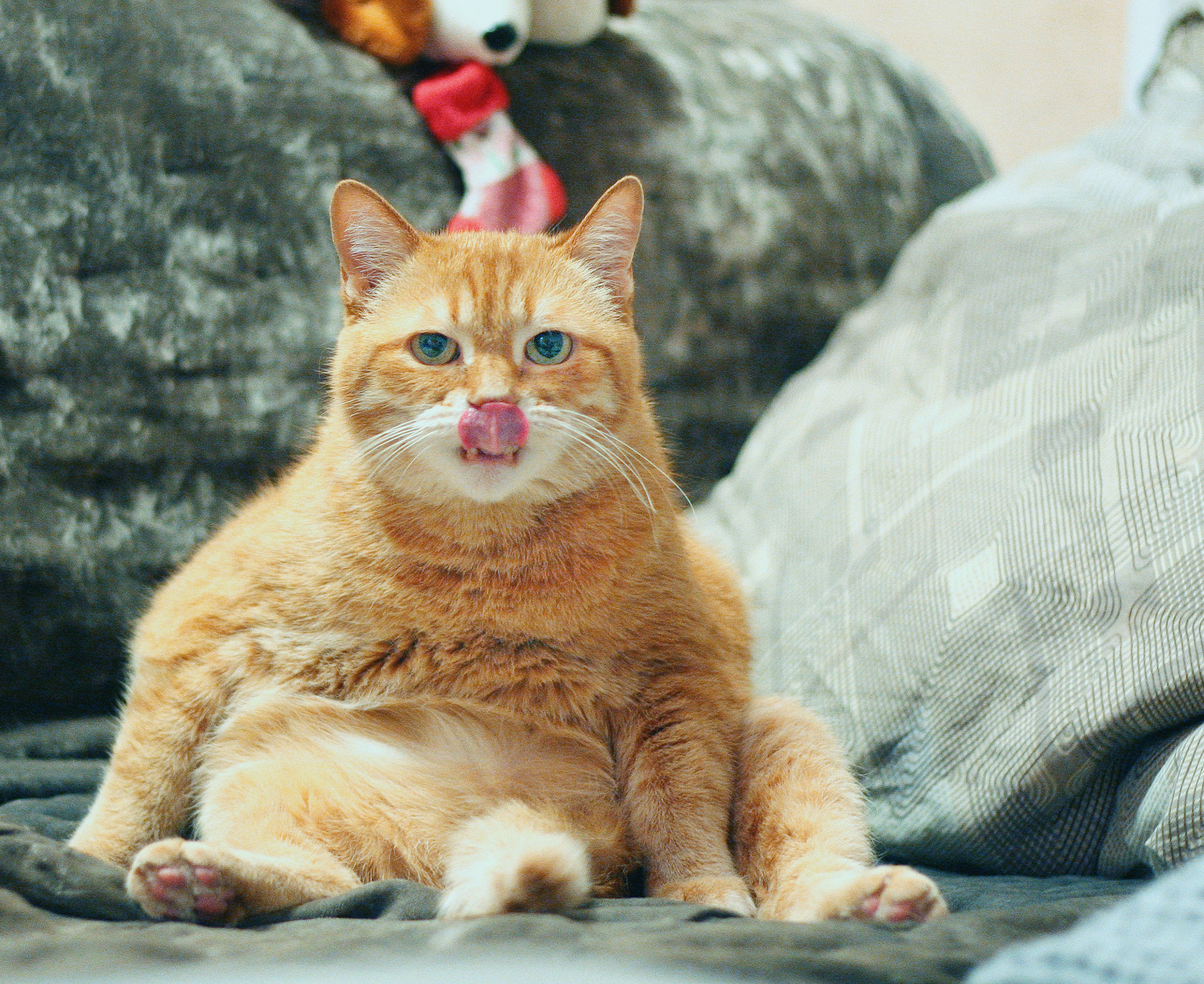 Cats screenshot 5