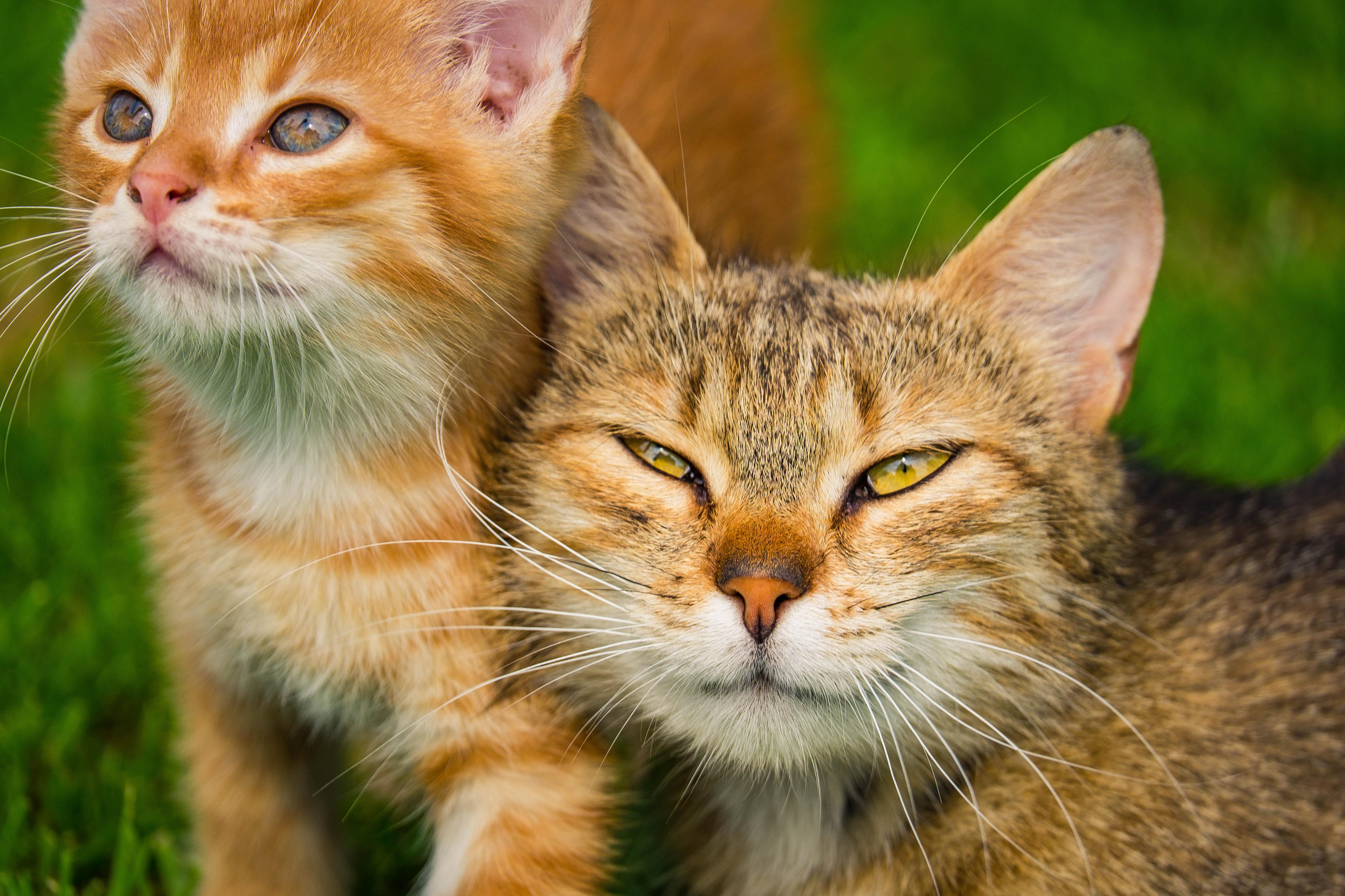 Cats screenshot 6