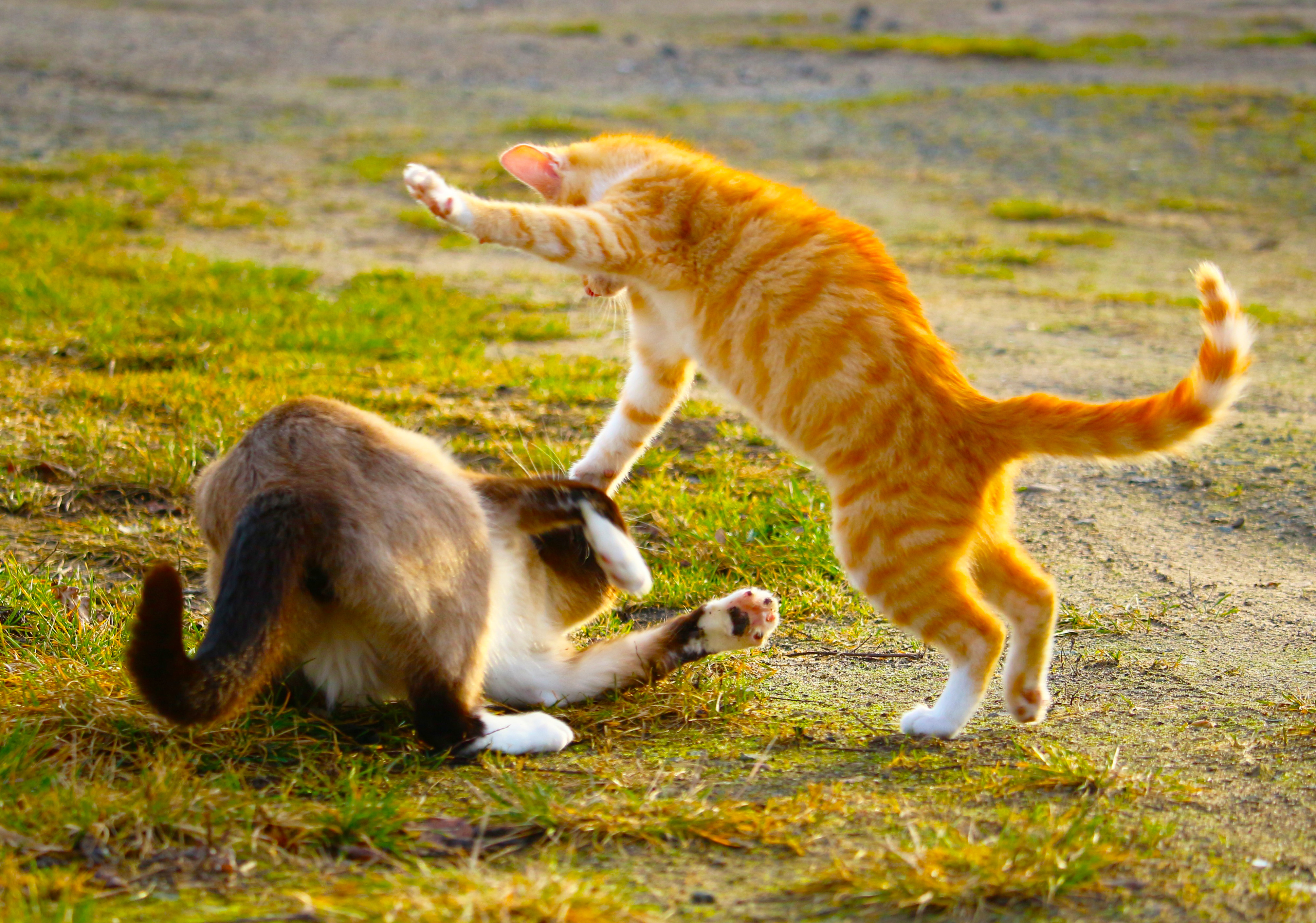 Cats screenshot 4