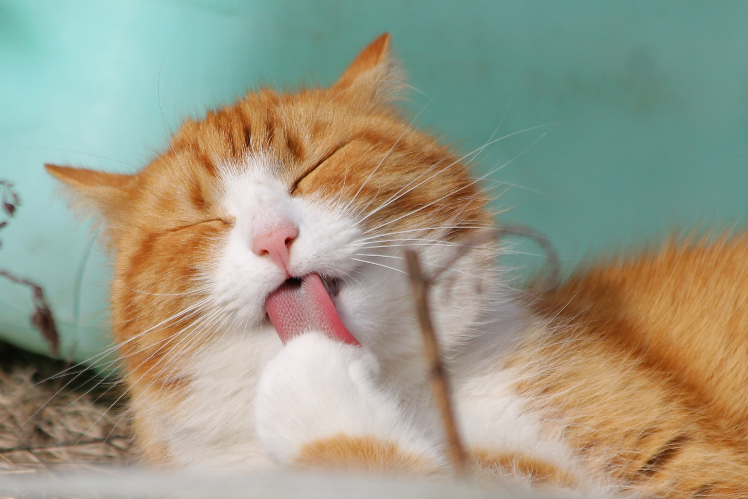 Cats screenshot 3