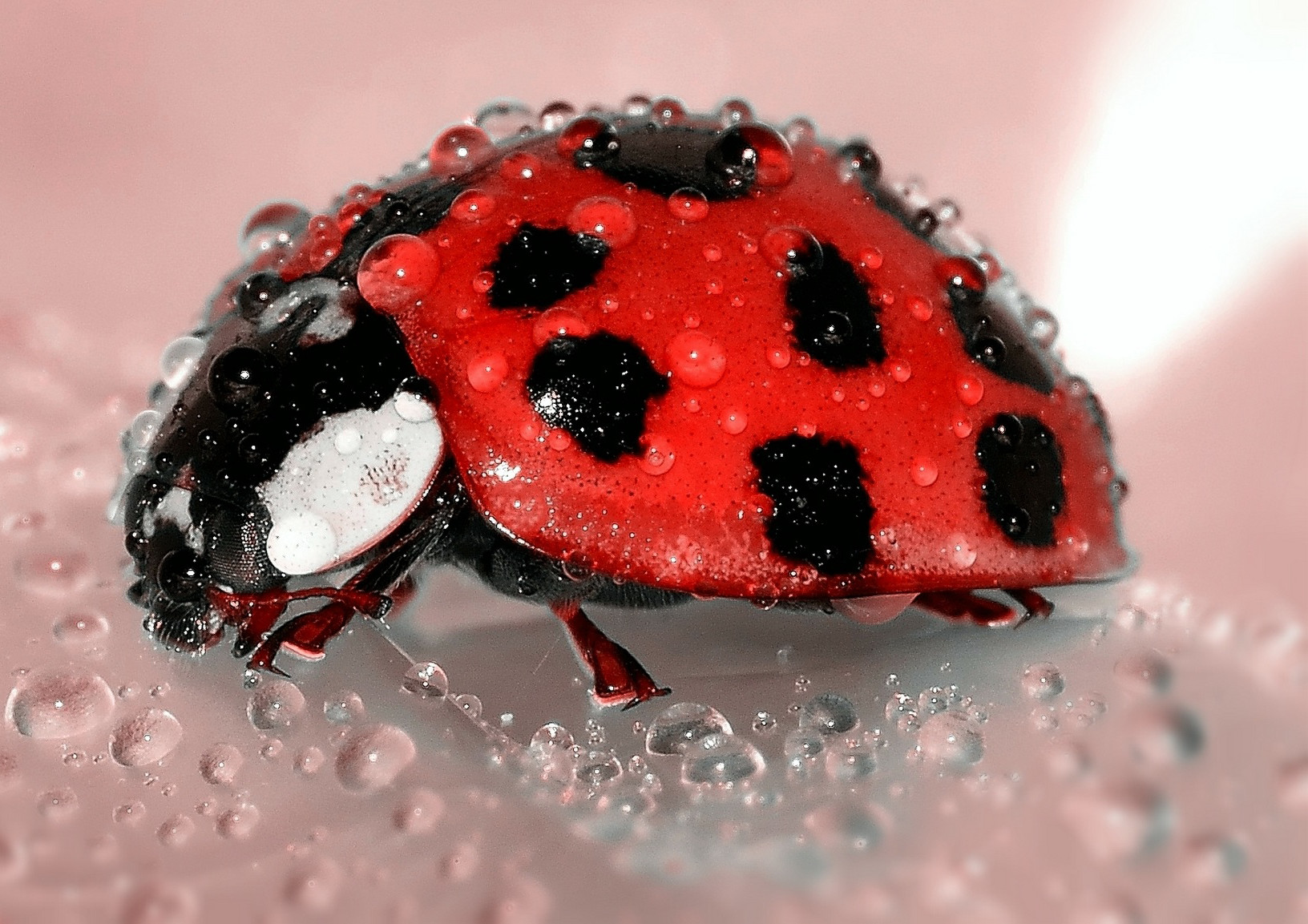 Macro Photos screenshot 1