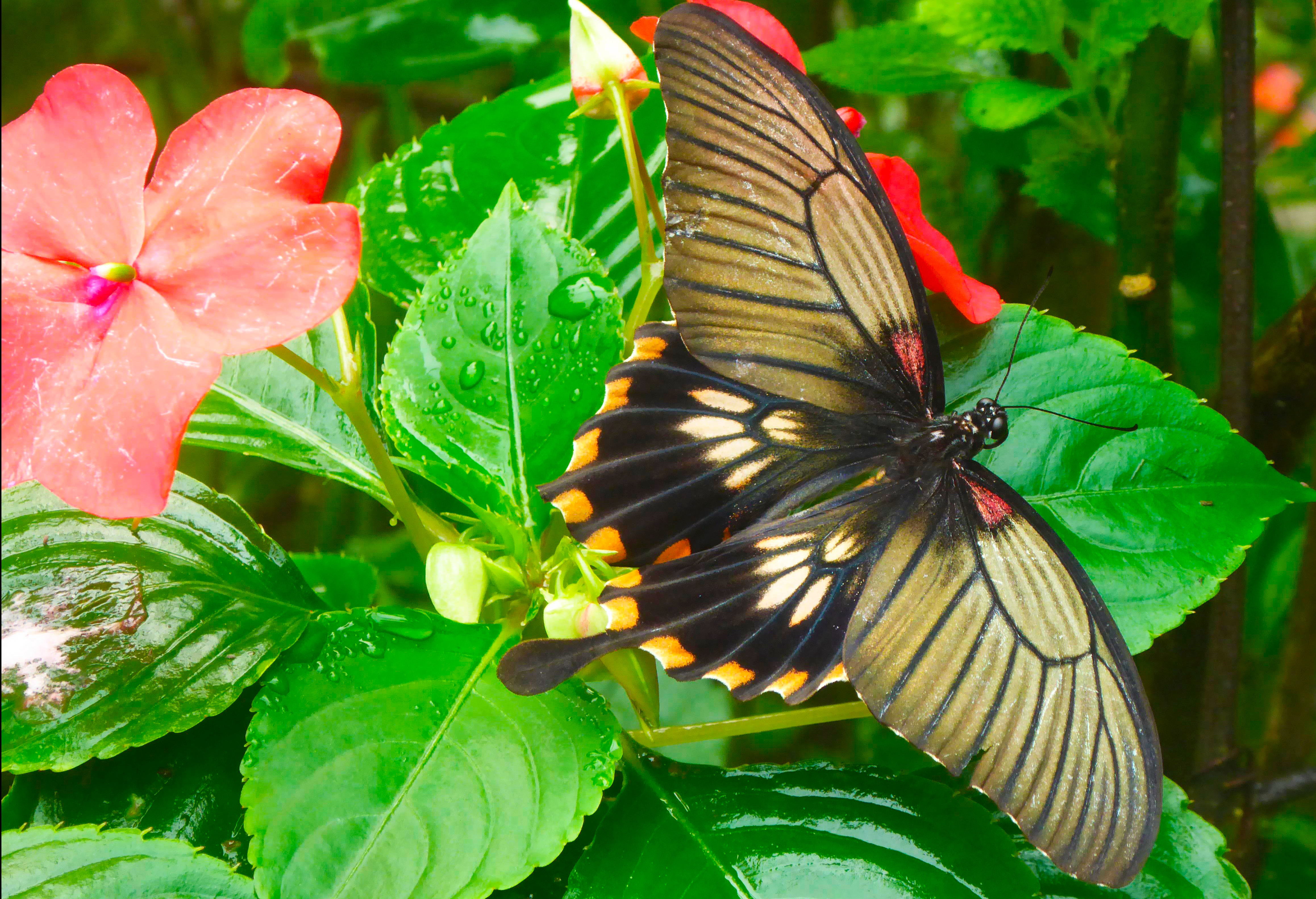 Master of Pieces: Butterflies DLC screenshot 2