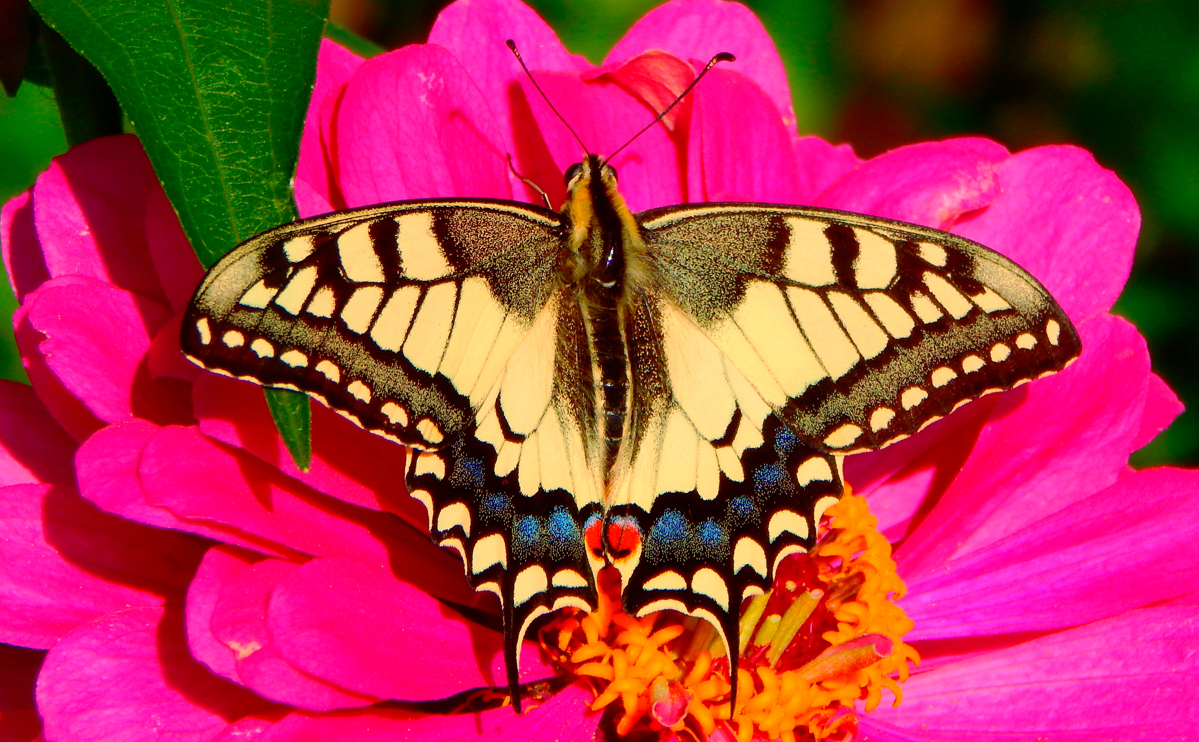 Master of Pieces: Butterflies DLC screenshot 4