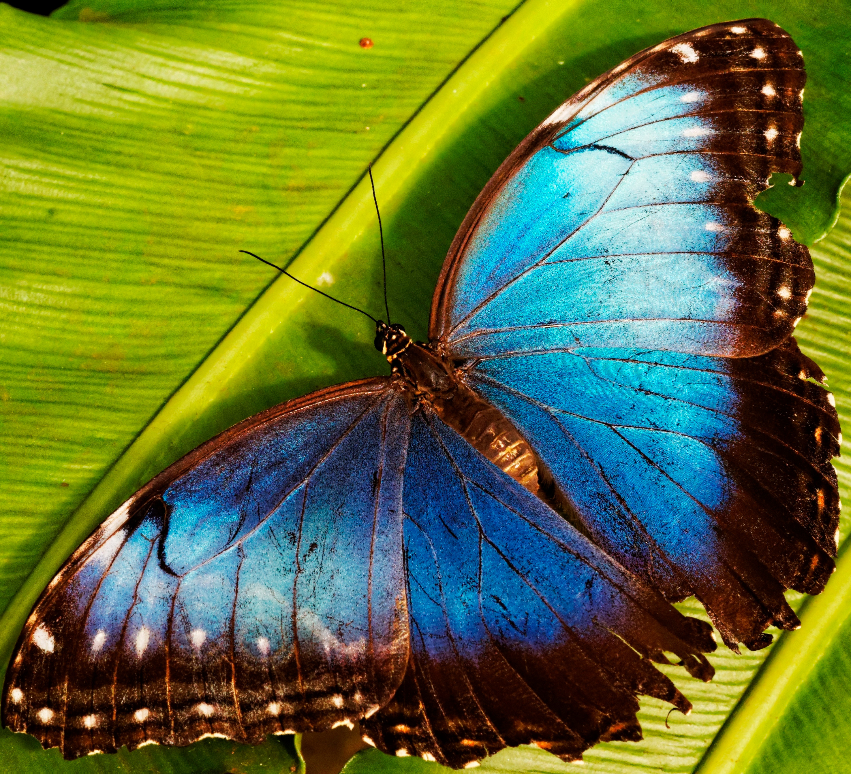 Master of Pieces: Butterflies DLC screenshot 3