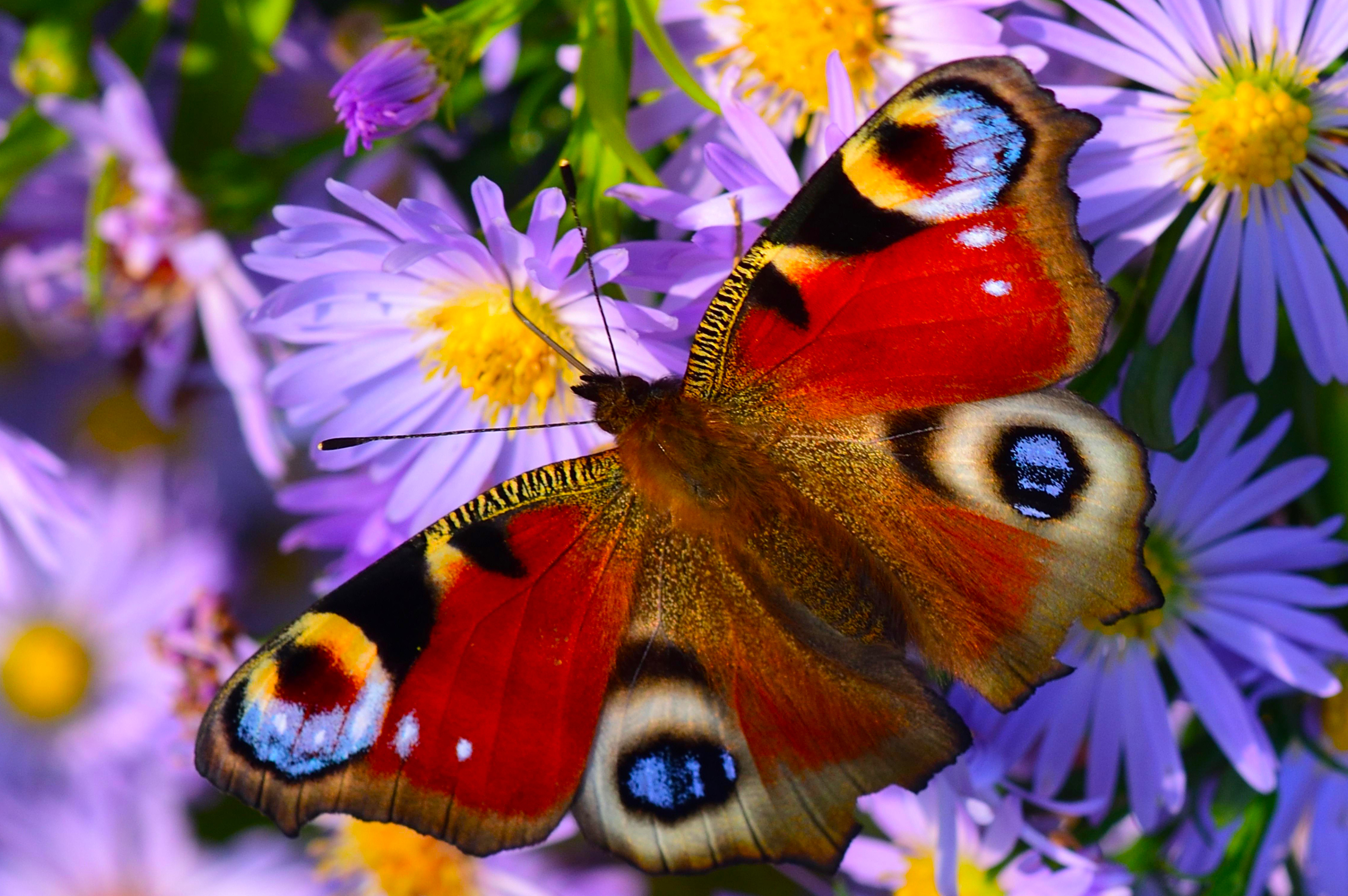 Master of Pieces: Butterflies DLC screenshot 5