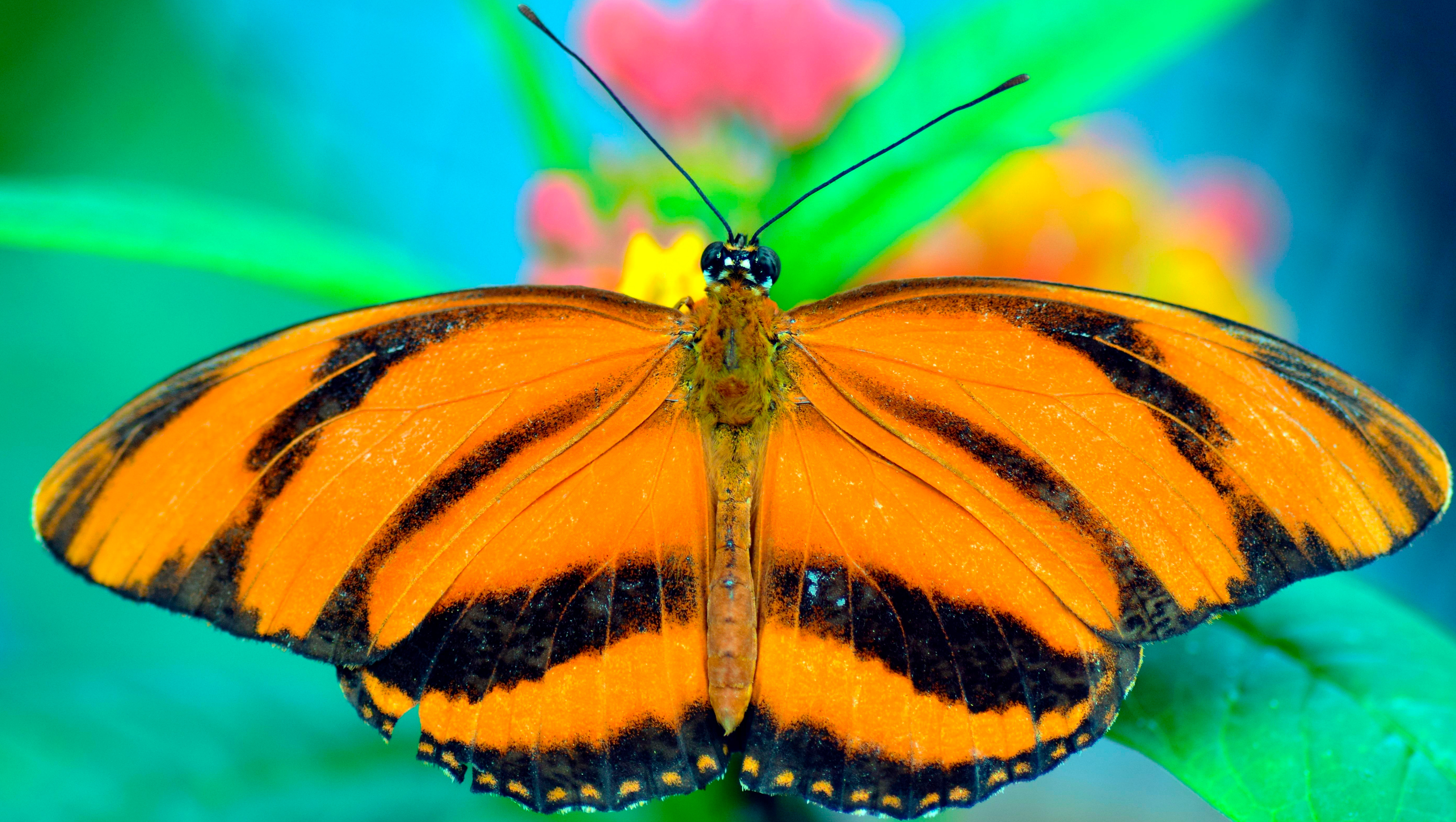 Master of Pieces: Butterflies DLC screenshot 1