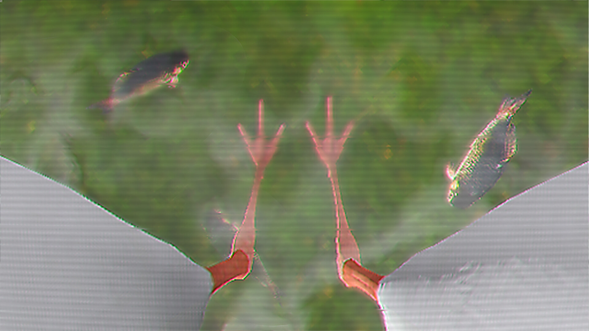 Ibis AM screenshot 1