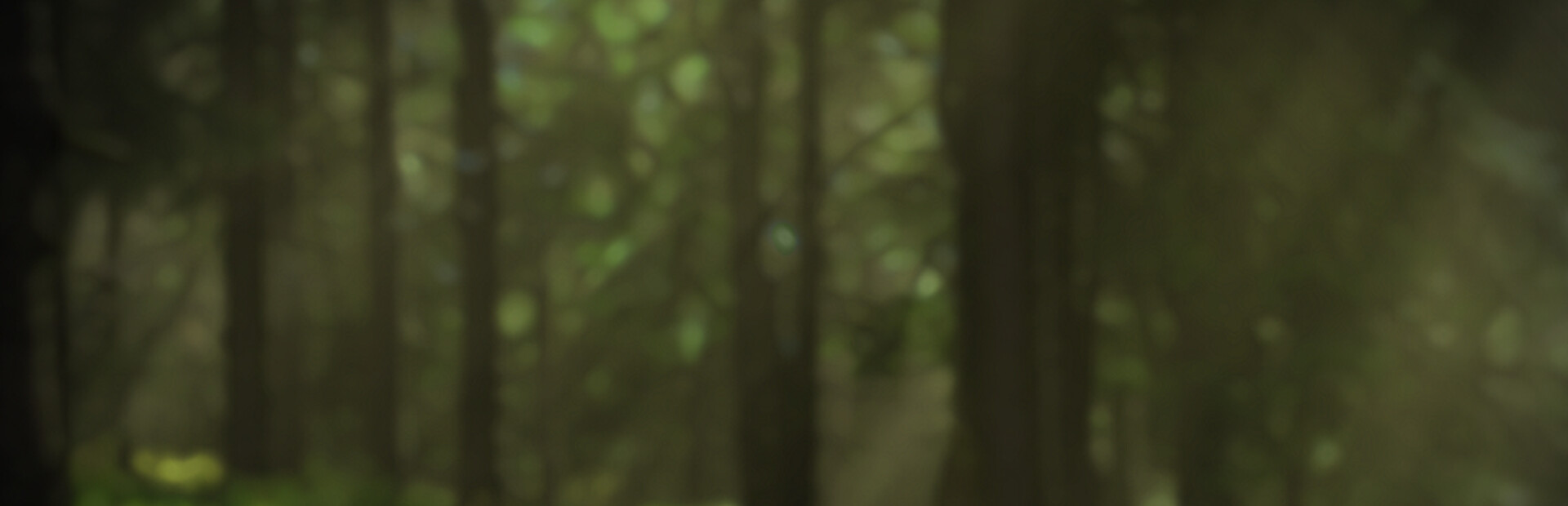 Forsaken Woods