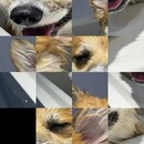 General / Cinematic | dog