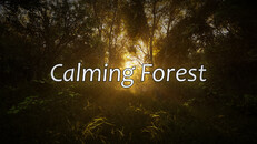 Gameplay | Calming Forest Trailer - RTX 4070